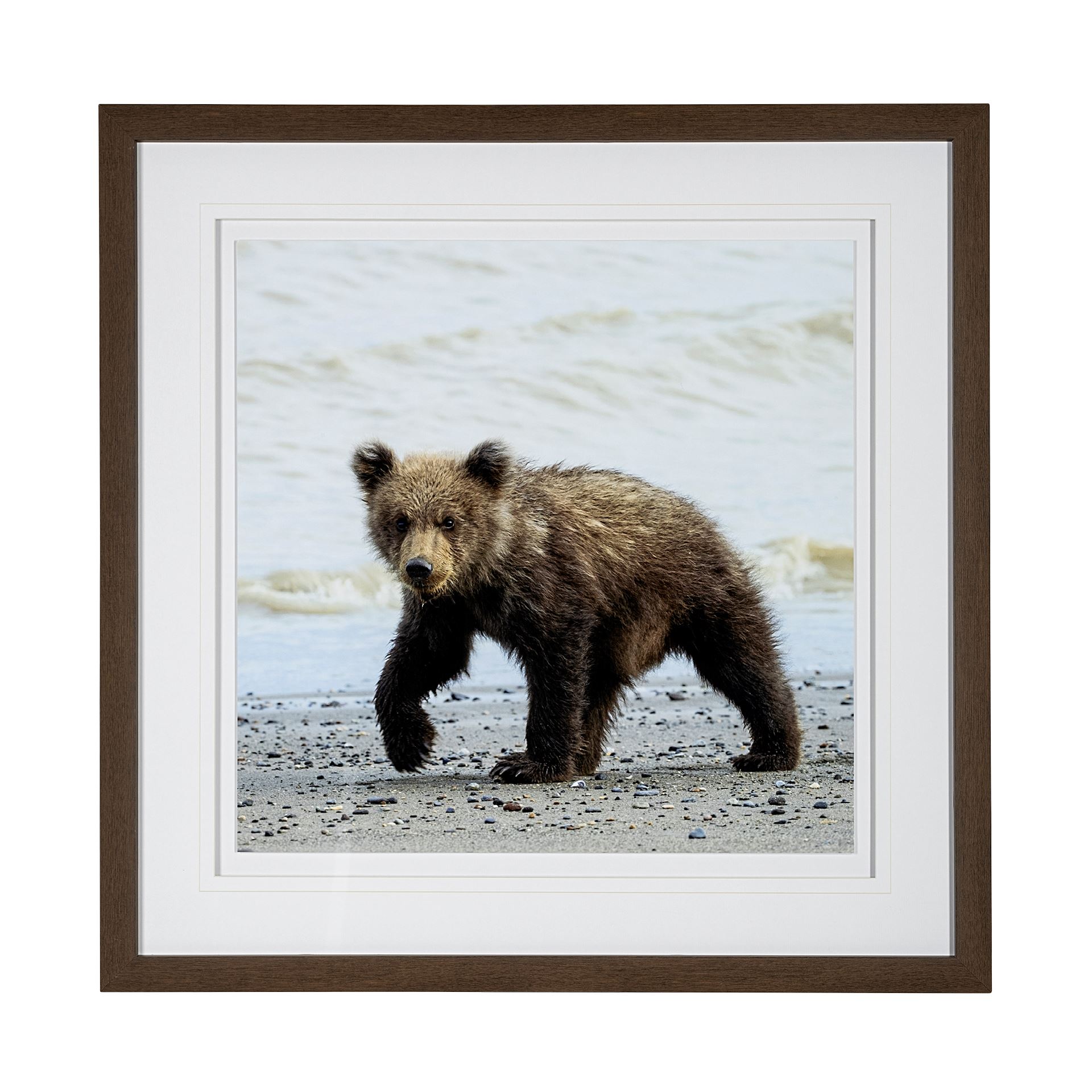 Mercana Curious Cub Framed 43-in H x 43-in W Animals Glass Print at ...