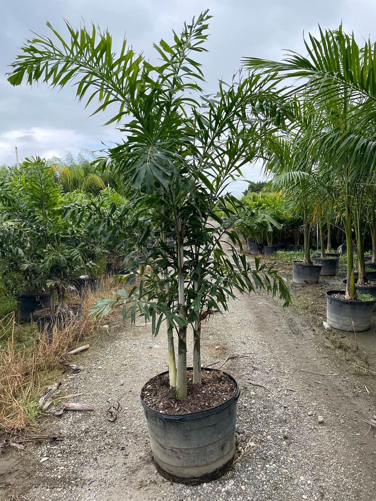 Lowe's 467869 6.5 -Gallon Feature Foxtail Palm In pot (with soil)