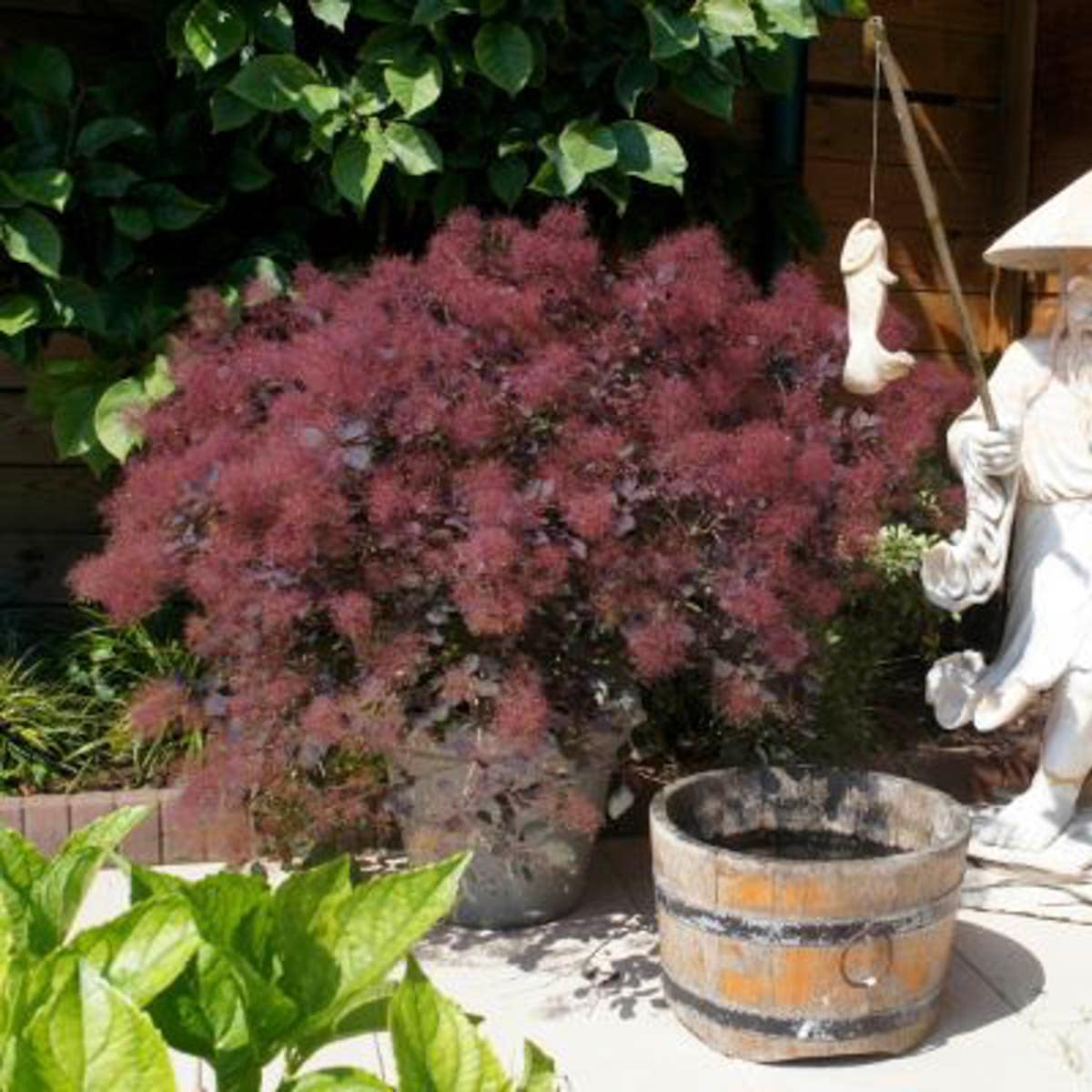 Direct Gardening - 1 -Pack Velvet Cloak Smoketree Dormant Starter Flowering Bare Root Shrub with ...