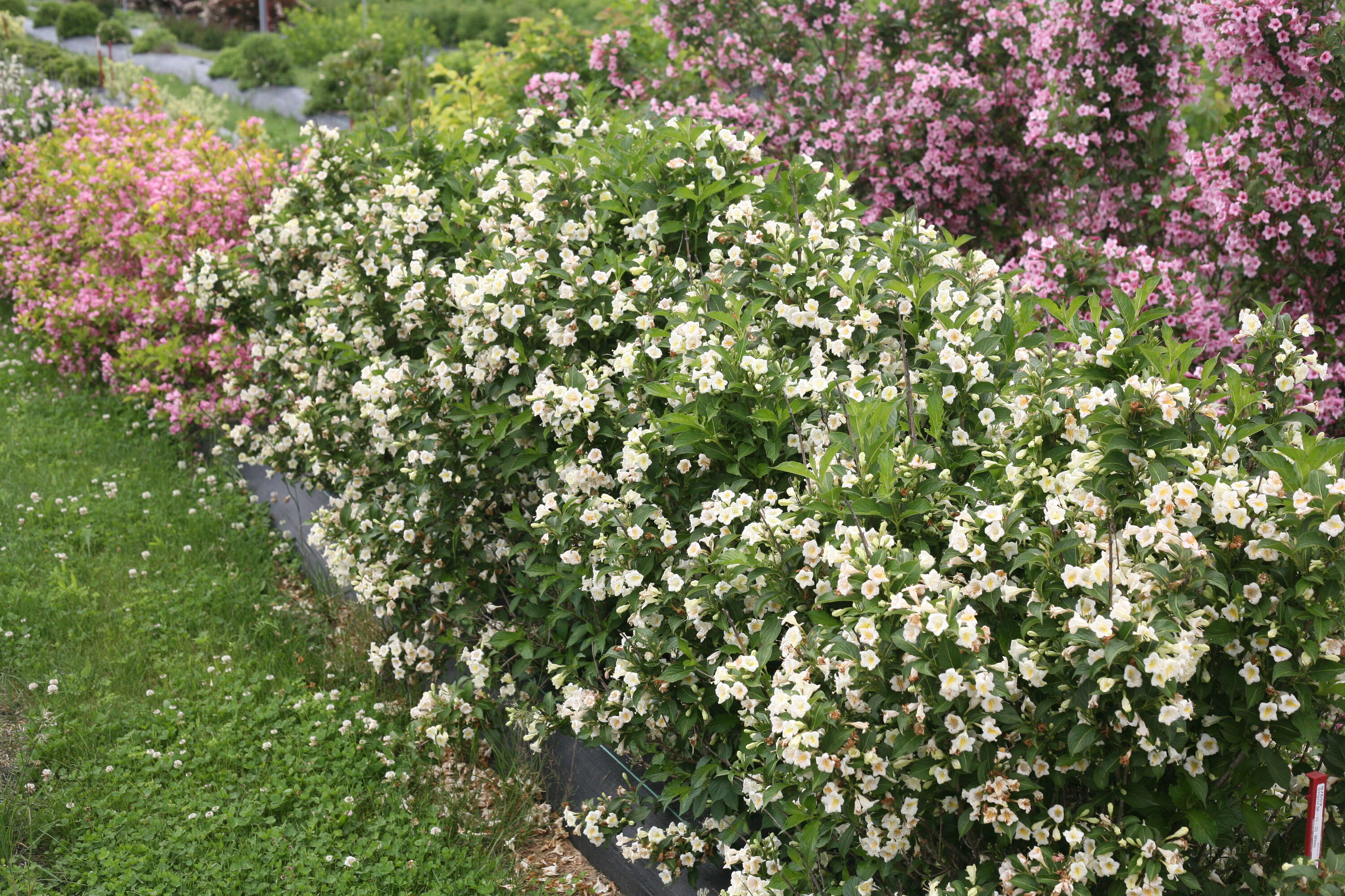 Proven Winners WEIPRC1207800 shrubs - View #2