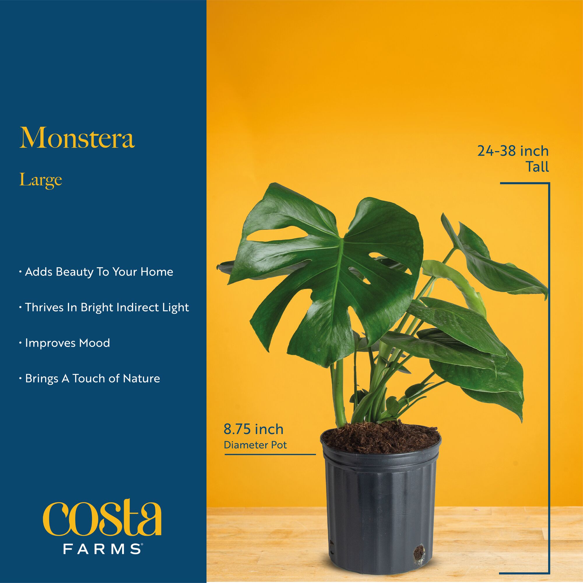 Costa Farms L-MEO-S-FVL-01-LW hseplants - View #6