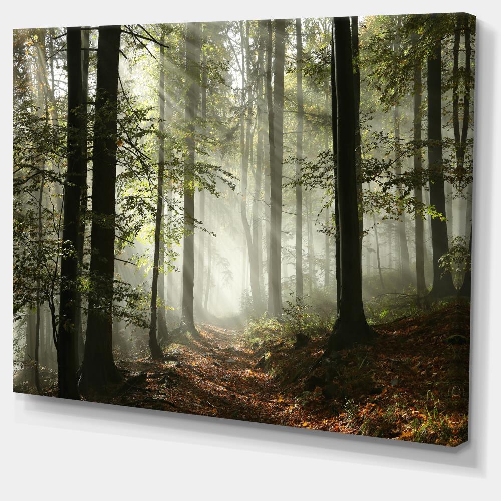 Designart Big Trees in Dark Foggy Forest - Landscape Photography