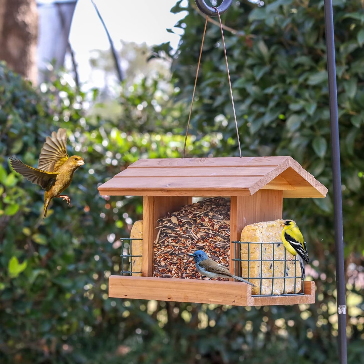 suet bird feeder lowes