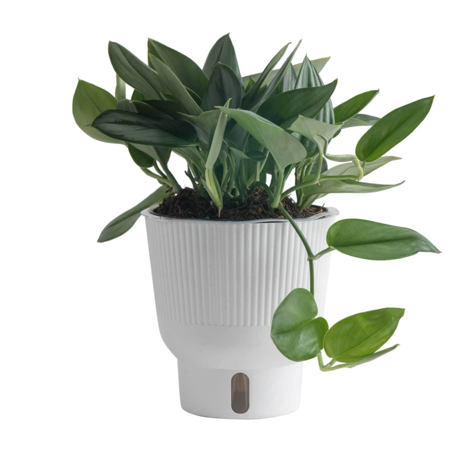 Costa Farms M-STM-P-WHT-01-LW Trending Tropicals Sterling Silver Scindapsus House plant in 6 Inch(es) Self-watering pot 1.0 -Pack
