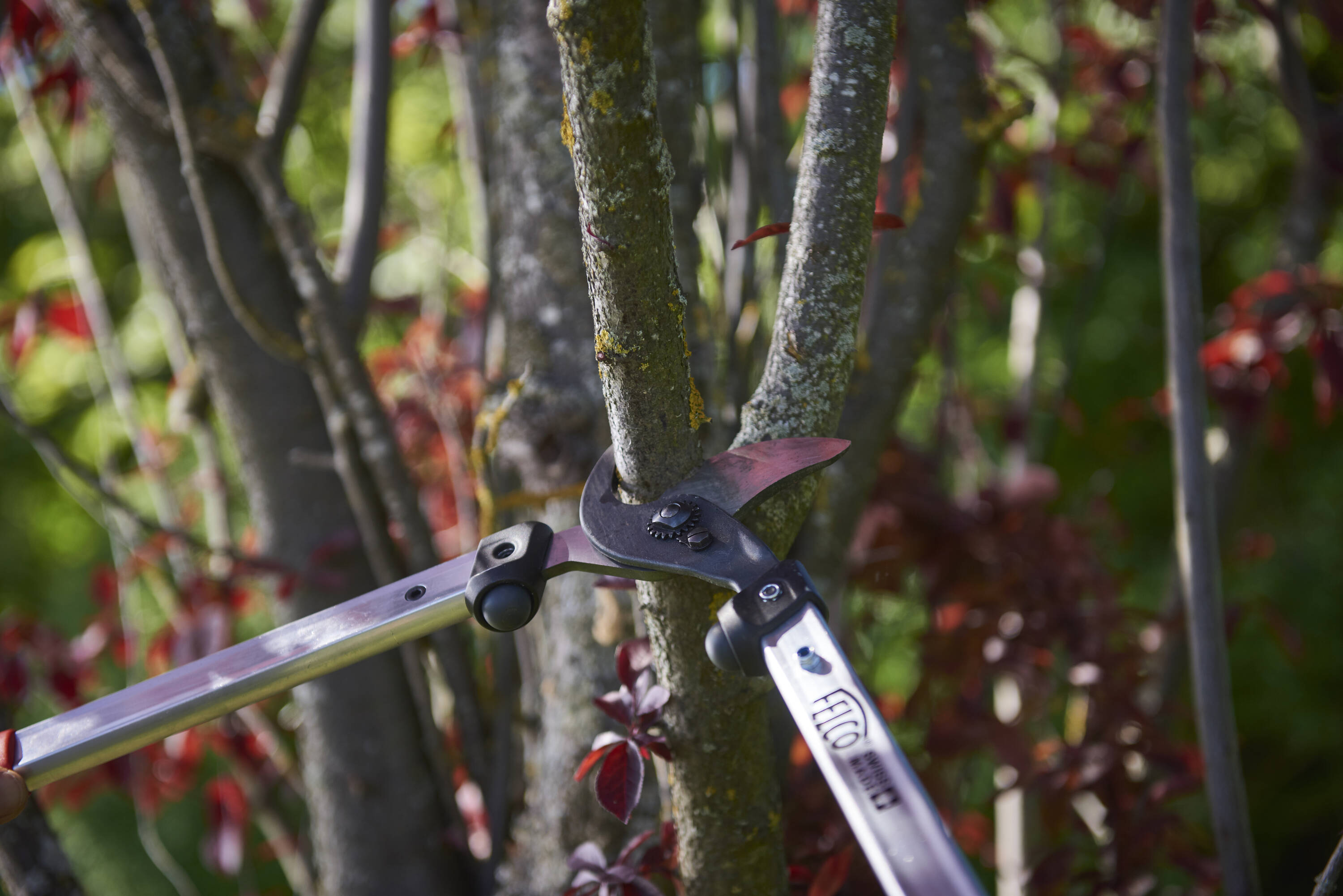 Felco F211-50 loppers - View #4