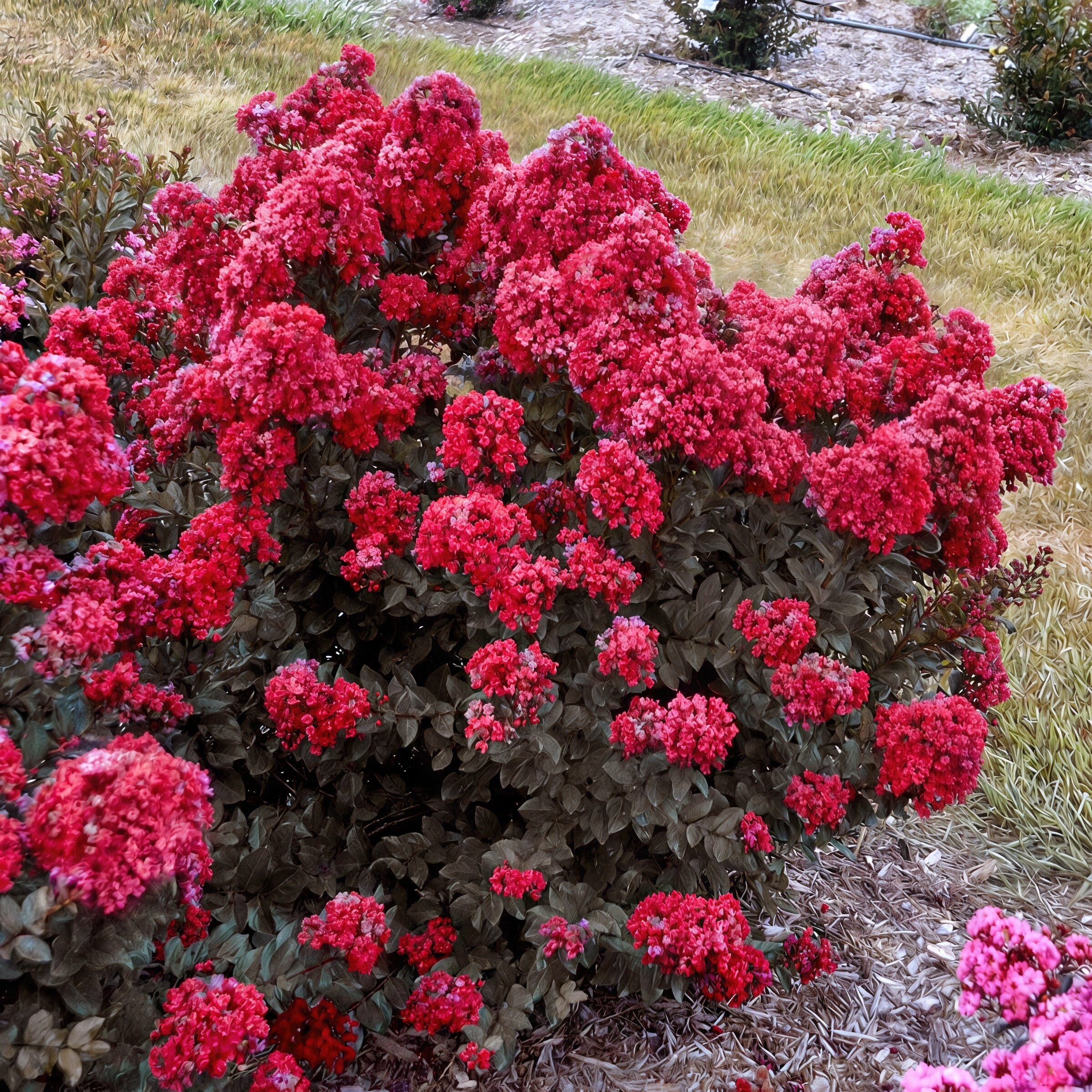 National Plant Network LW2734 trees - View #10