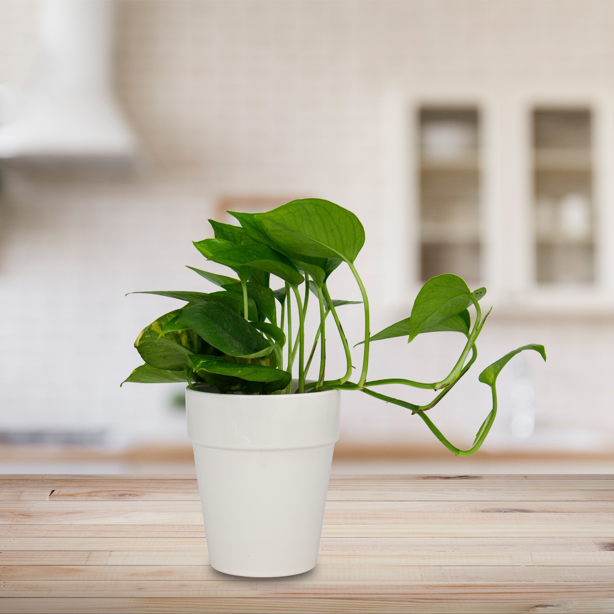 allen + roth CR10168-05E Planter-Window-Box - View #2
