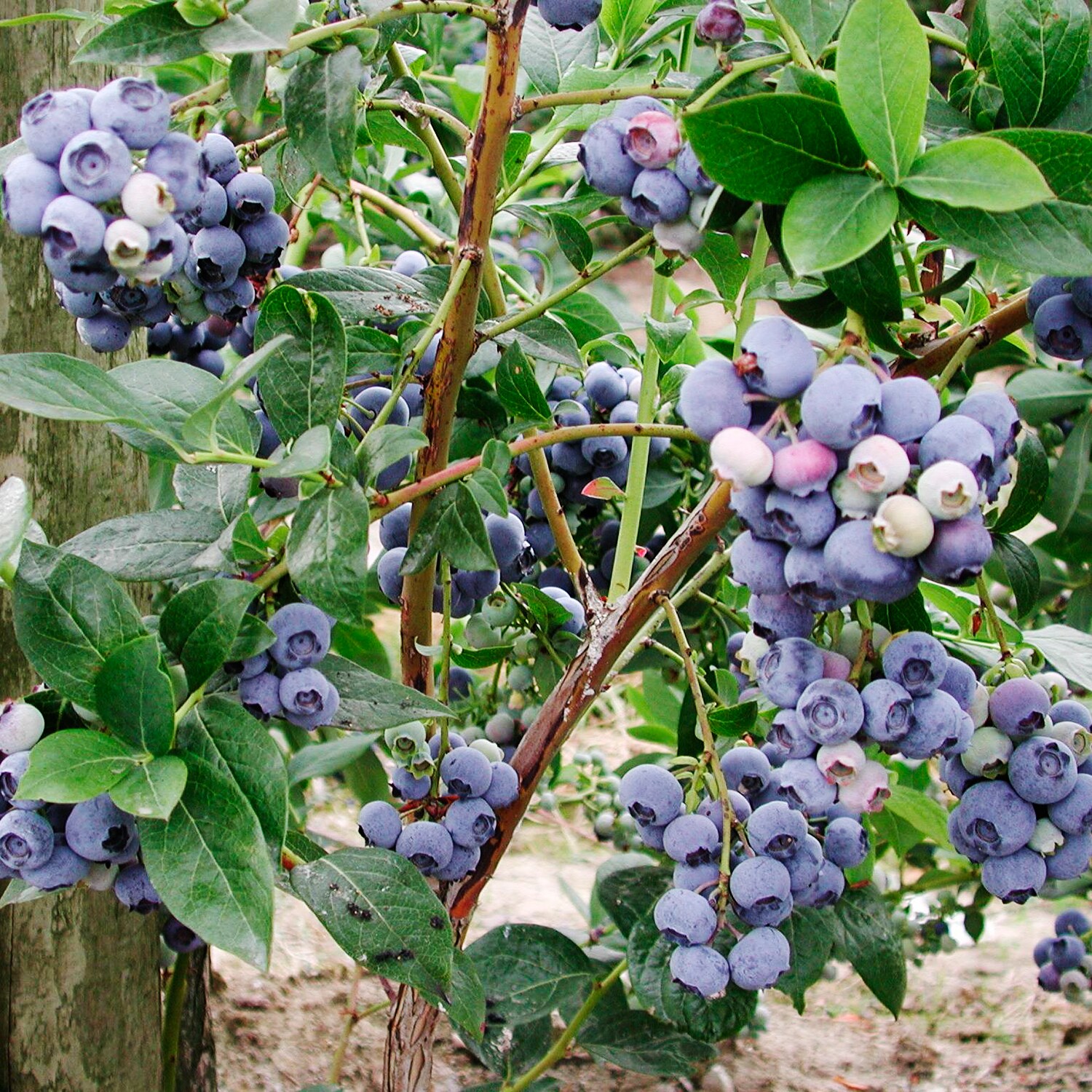 Gurney's Seed and Nursery 85825 Fruit-Plants - View #2
