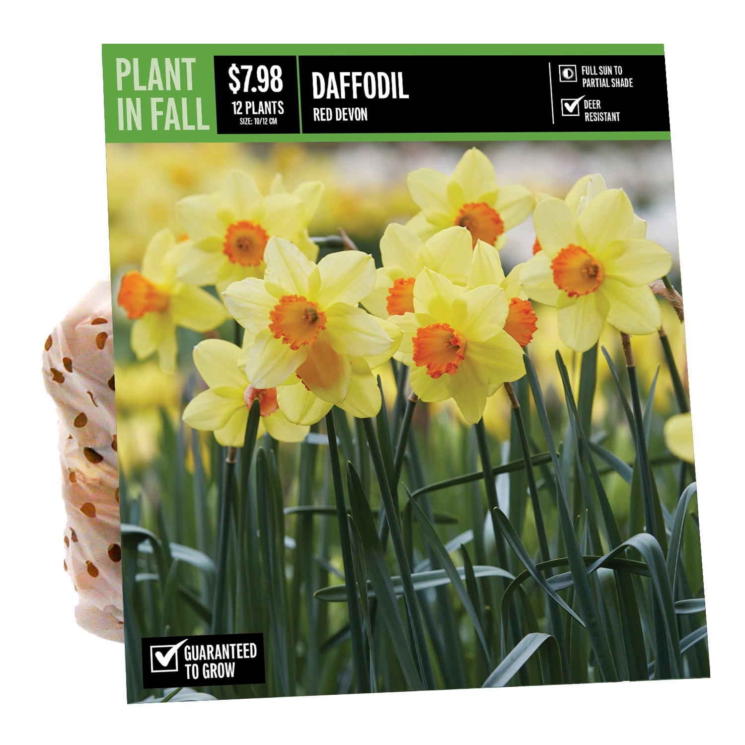  NURSERY DAFFODIL RED DEVON PBS