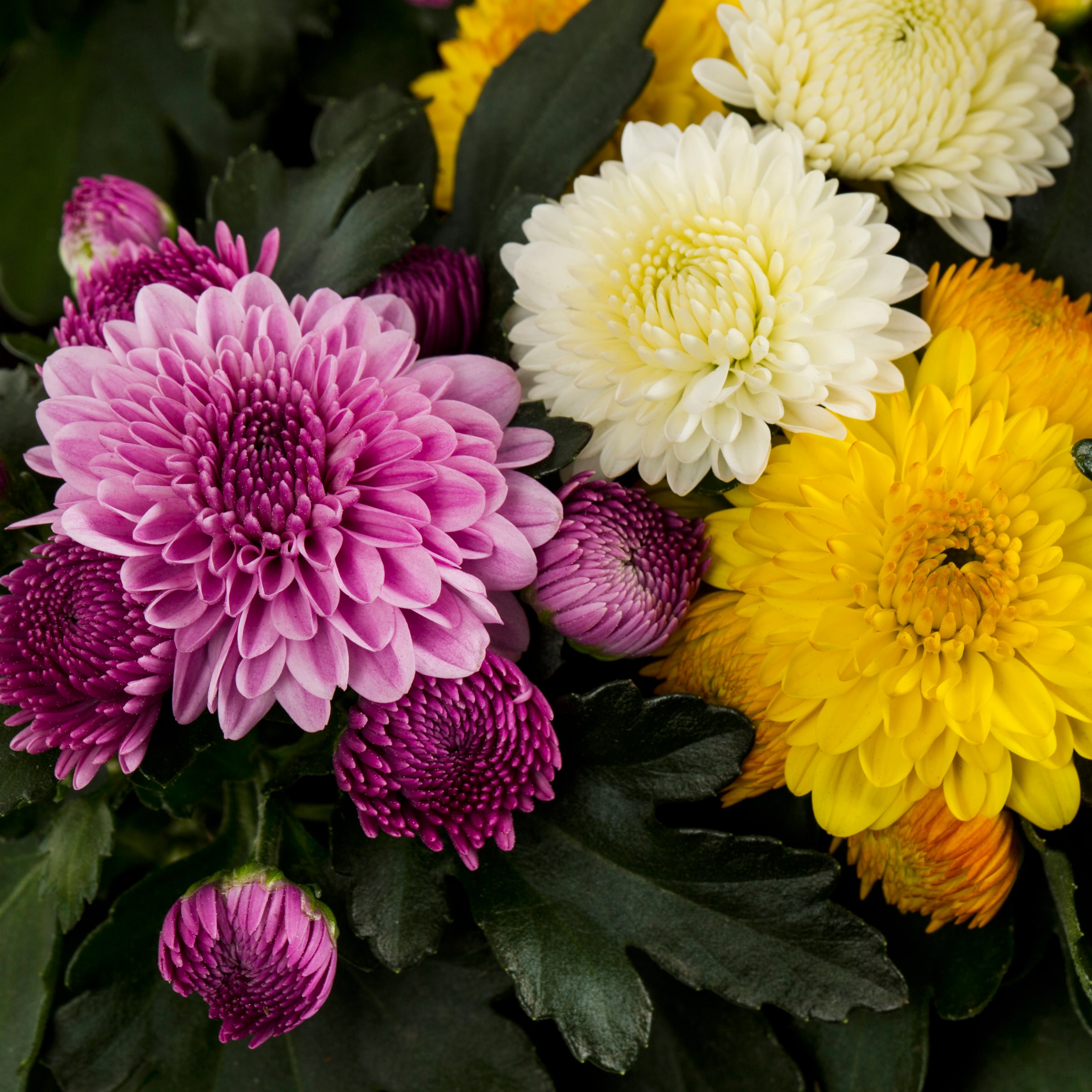 Lowe's NURSERY annuals - View #2