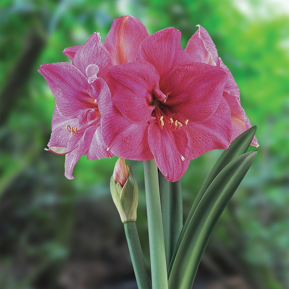 Van Zyverden 88415 Red Amaryllis Bulbs 1 Count