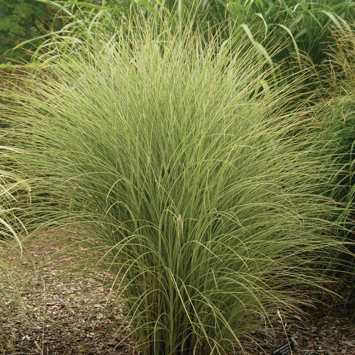 Spring Hill Nurseries 83394 Morning Light Miscanthus Grass in Bareroot