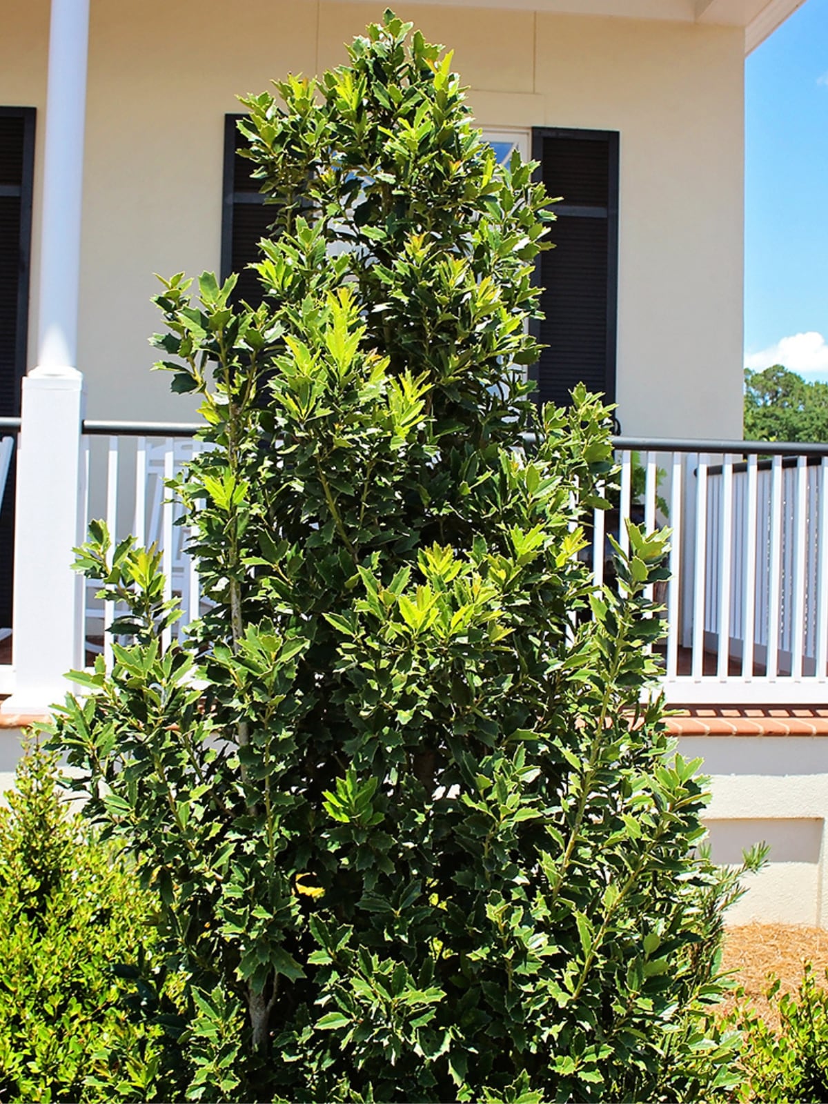 Southern Living 7-Gallons White Screening Oakland Holly In Pot (With ...