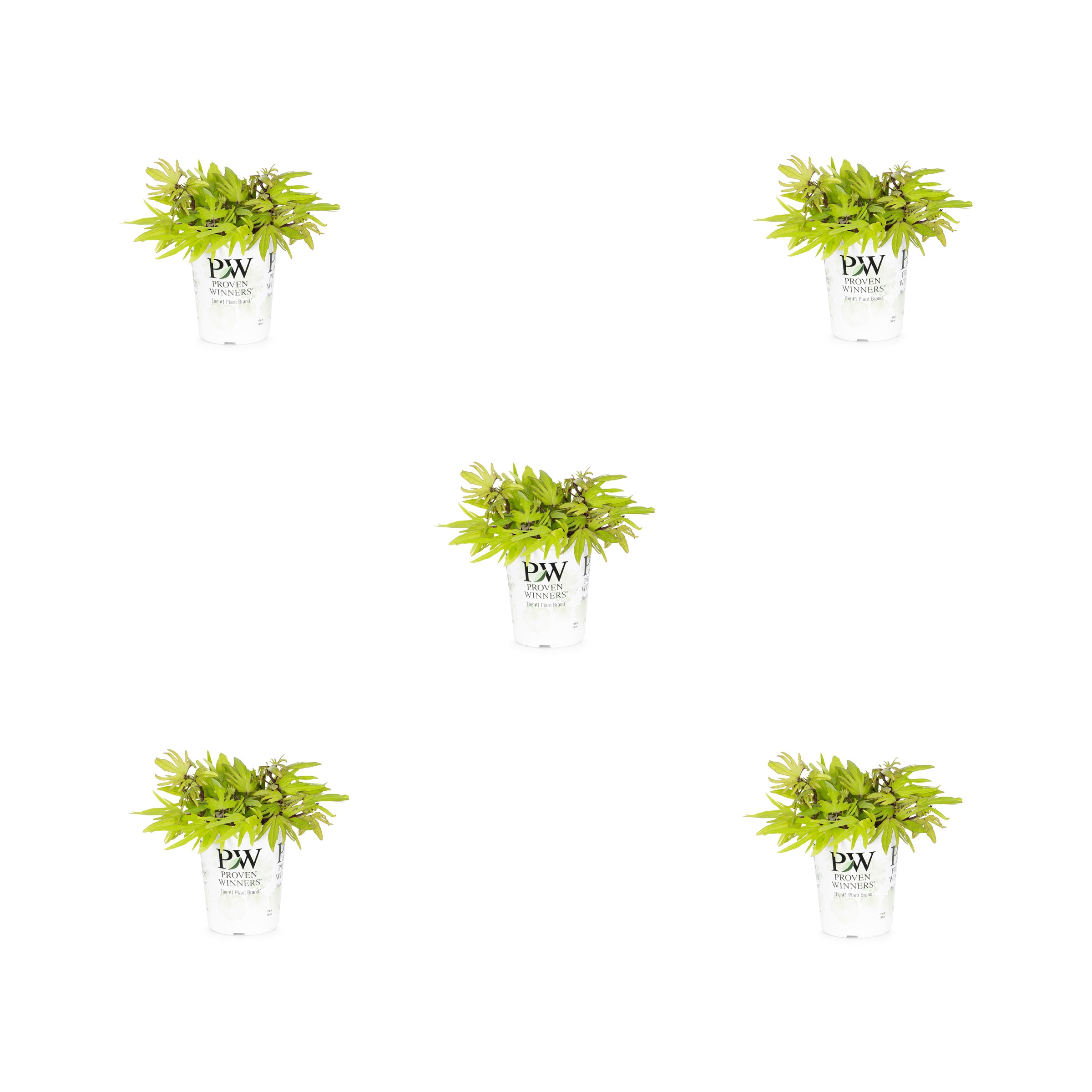 Proven Winners 5067 Sweet Potato Vine in 1.5 Pint Pot