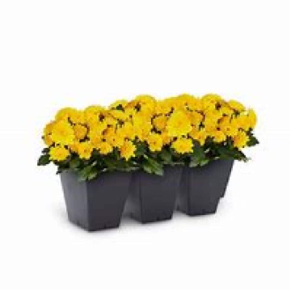  4661380 Multicolor Hardy mum in 3 -Pack Tray 1 -Pack