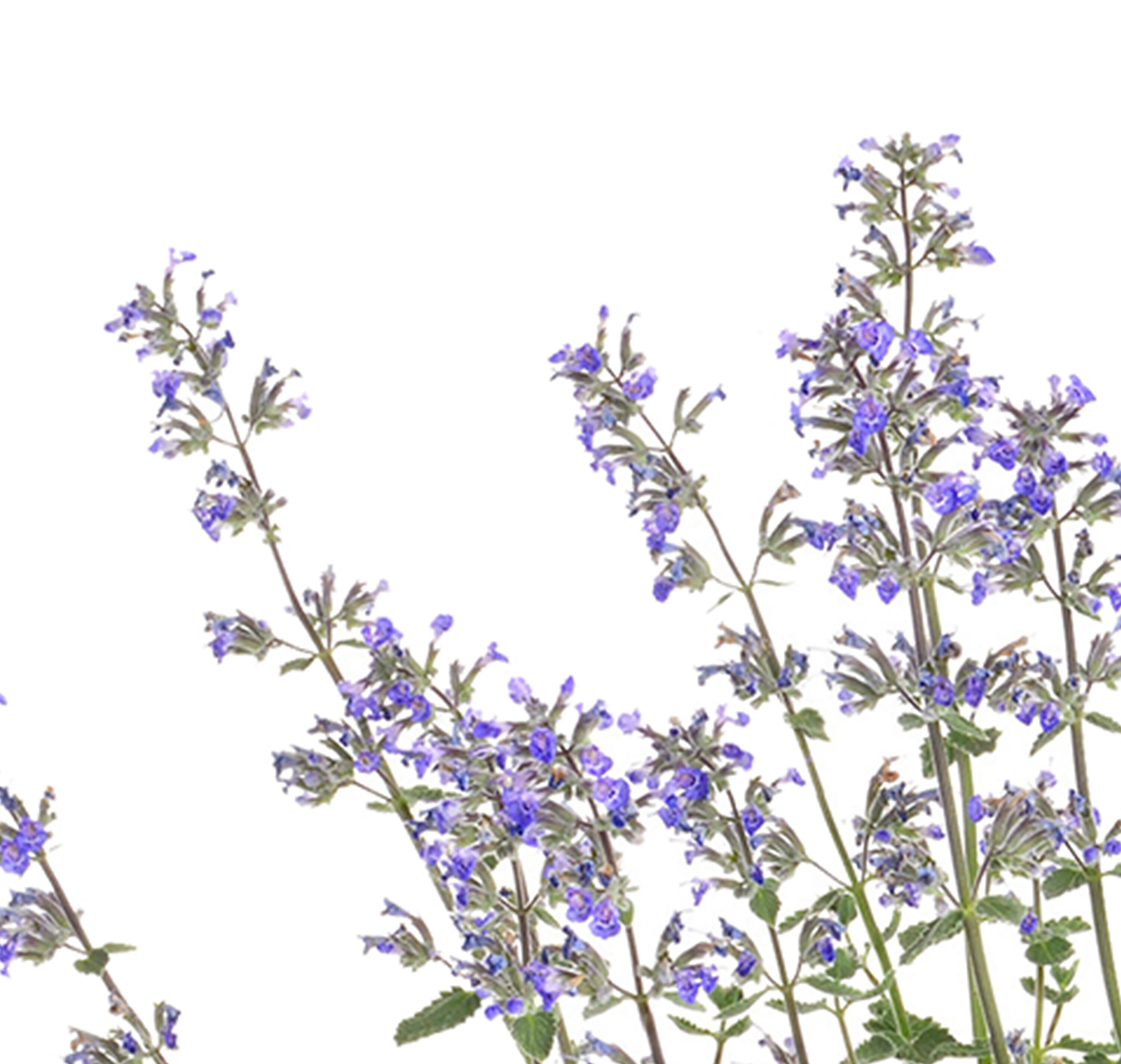  2739 perennials - View #3