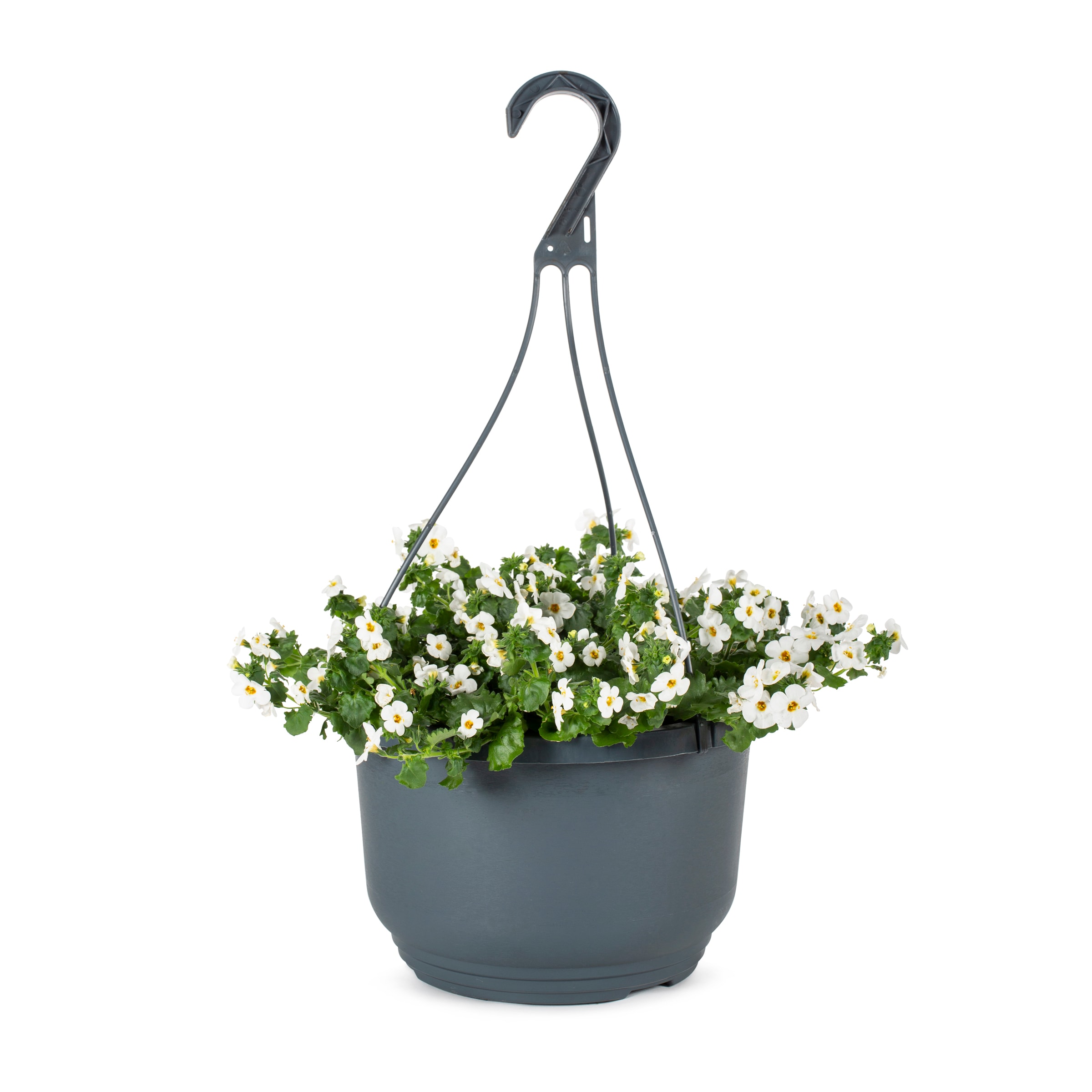 Lowe's 94004 Multicolor Begonia in 1.5 Gallon(s) Hanging basket 1 -Pack
