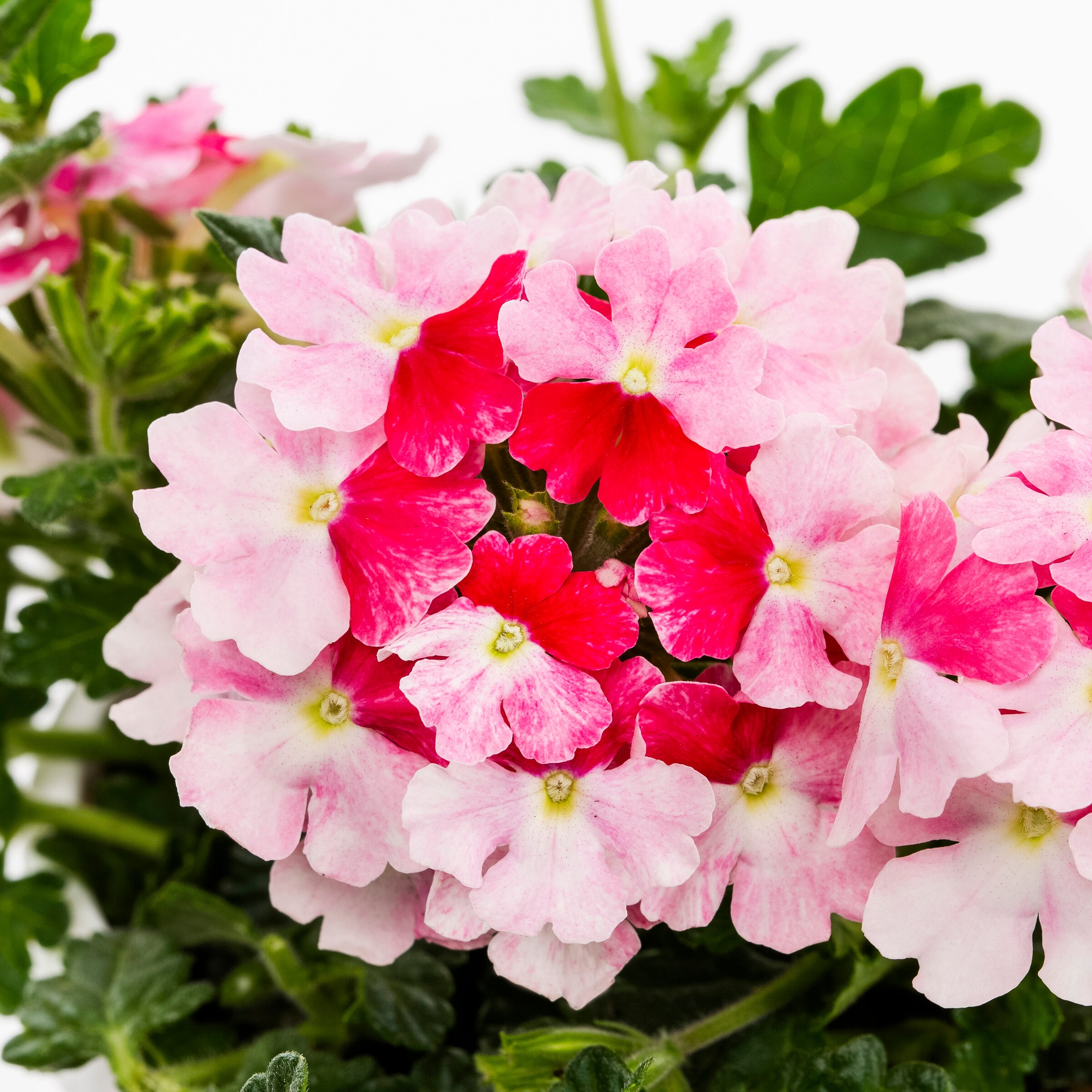 Lowe's NURSERY annuals - View #6