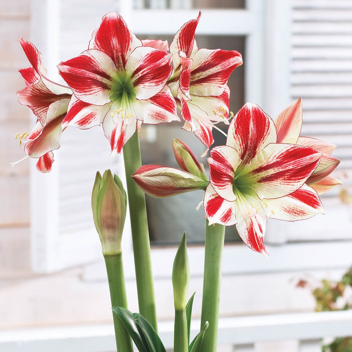 Breck's 91335 Plant-Bulbs - View #2