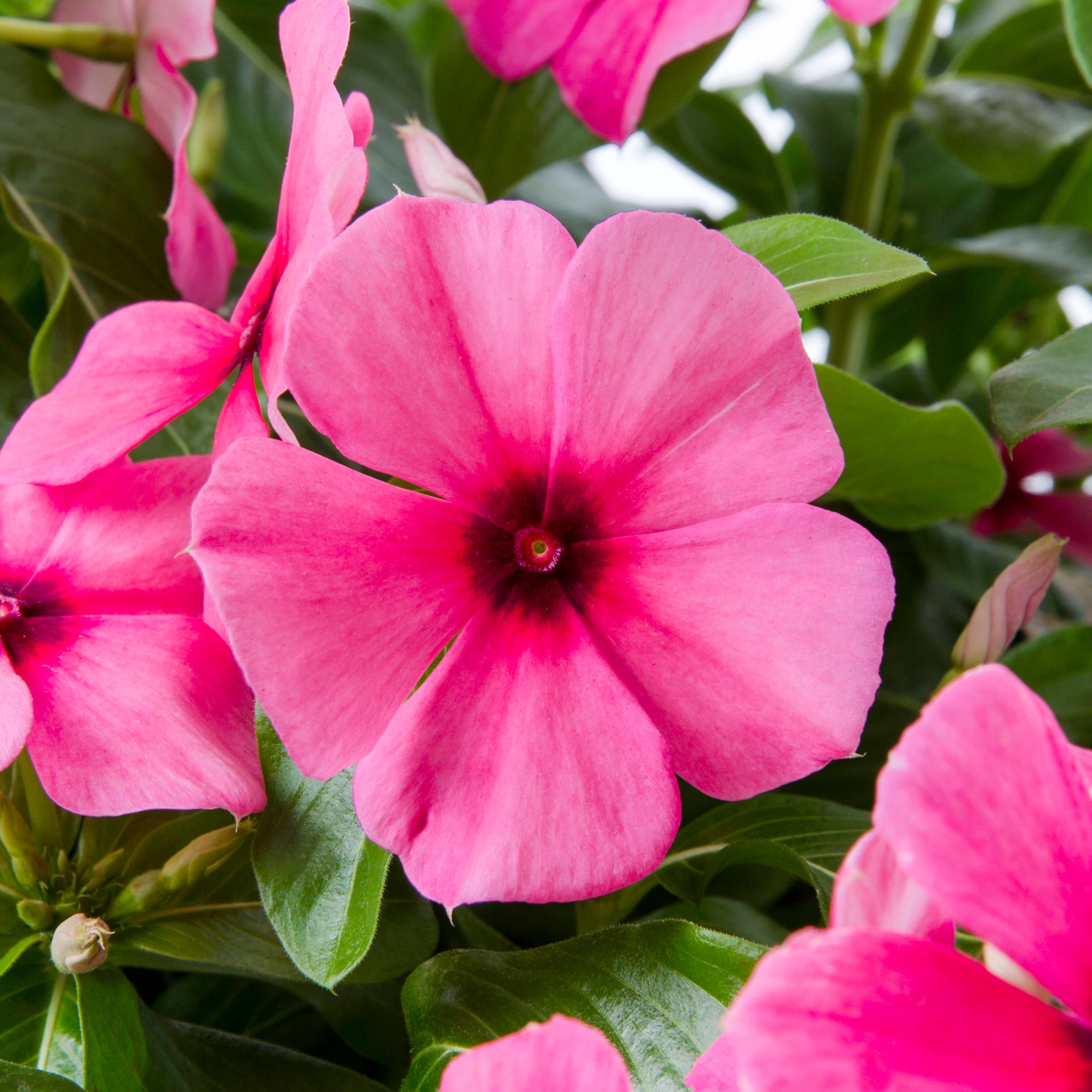 Lowe's NURSERY annuals - View #2