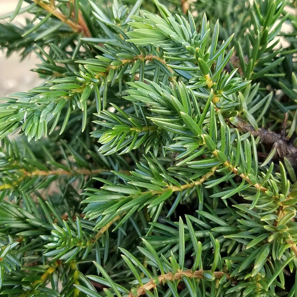 Flowerwood 3440Q-2 shrubs - View #4
