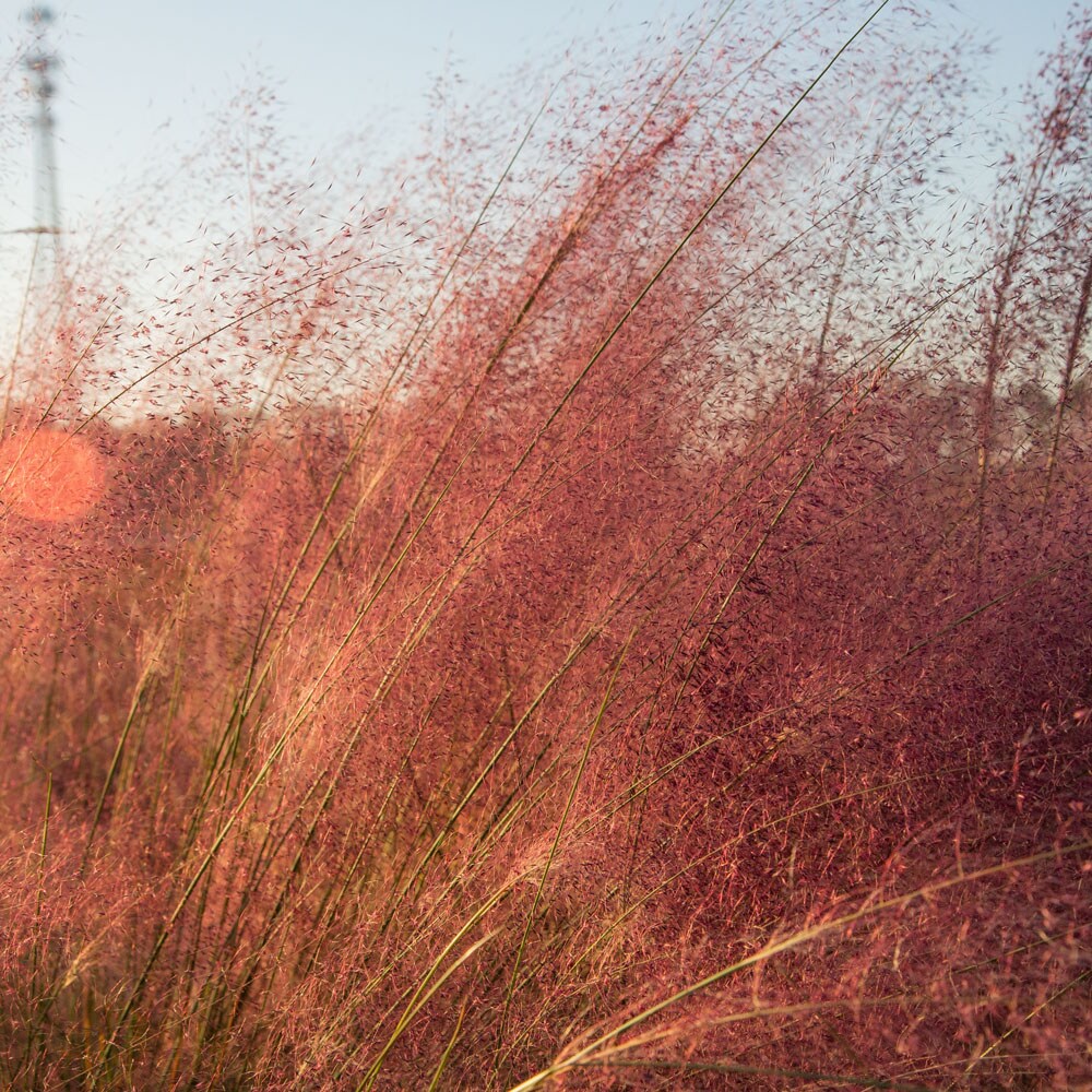 Flowerwood 41433FL-2 Ornamental-Grasses - View #4