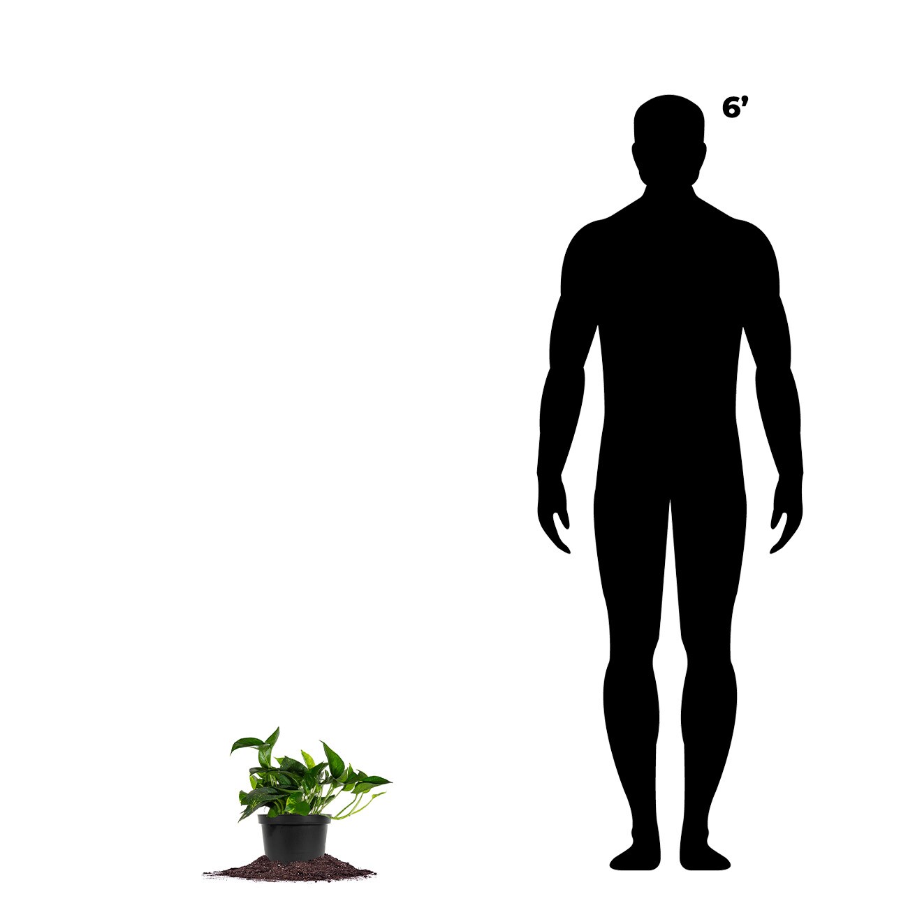Perfect Plants LOGOLDPOTHOS6IN hseplants - View #6