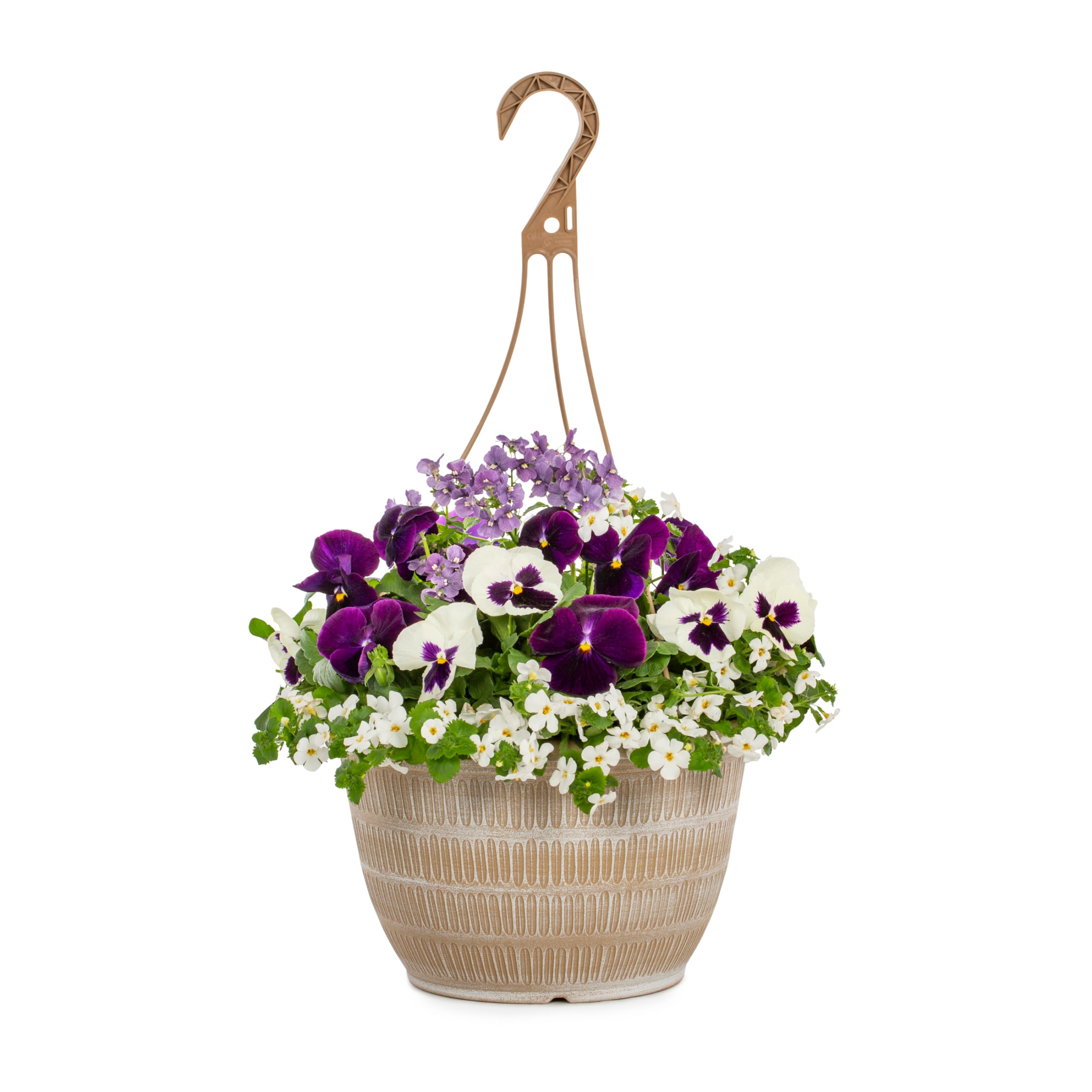 Lowe's Multicolor Mixed Annuals in 2-Gallon Hanging Basket in the ...