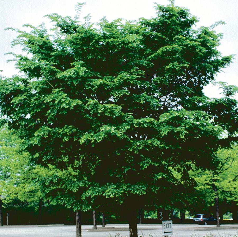  NURSERY 7.28-Gallon Shade Tree Patriot Elm In Pot (With Soil)