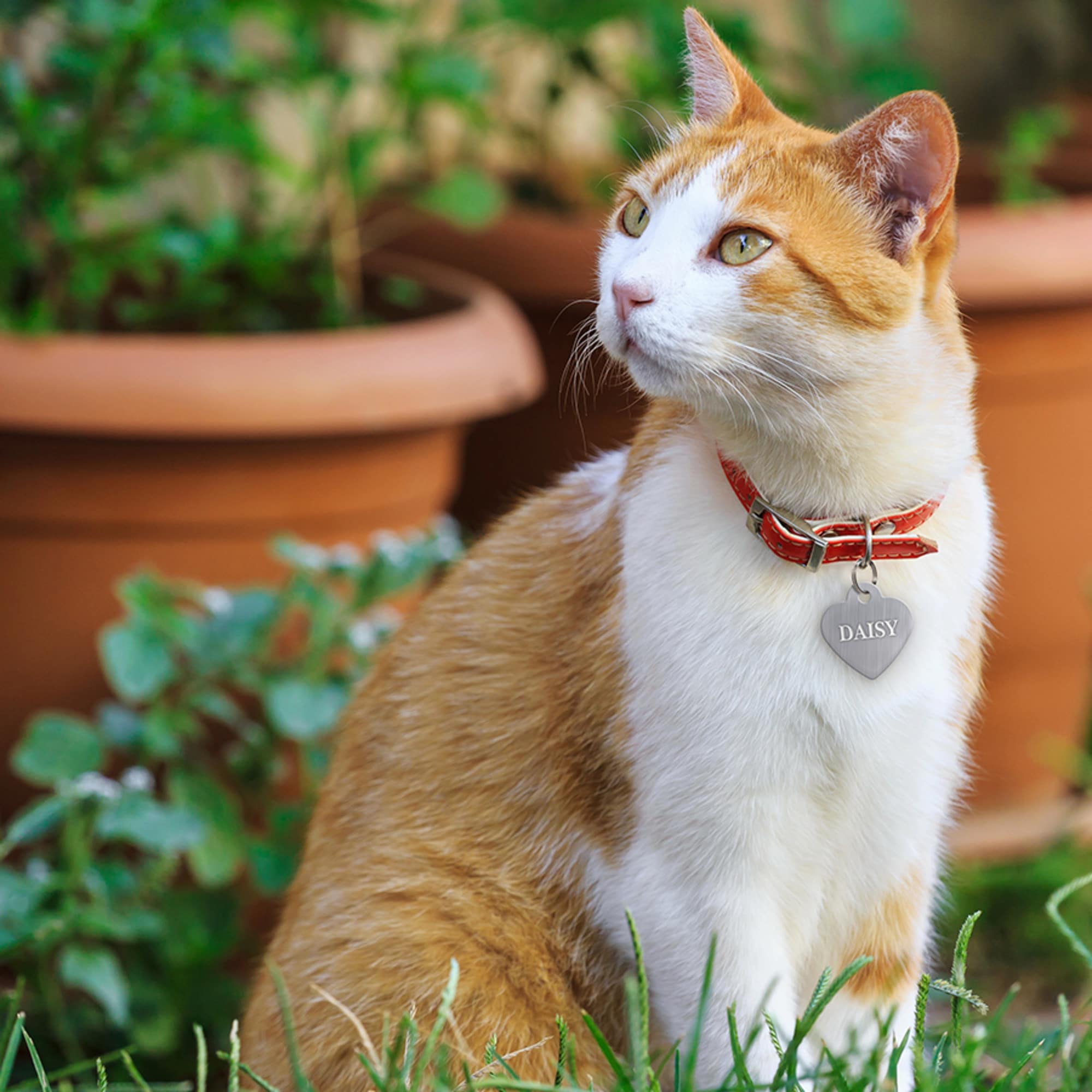 Quick-Tag 7323-20 Dog-Collars-Harnesses - View #4