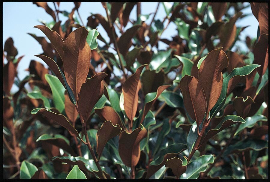 Lowe's NURSERY 10.25 -Gallon White Flowering Bracken's Brown Beauty Magnolia In pot (with soil)