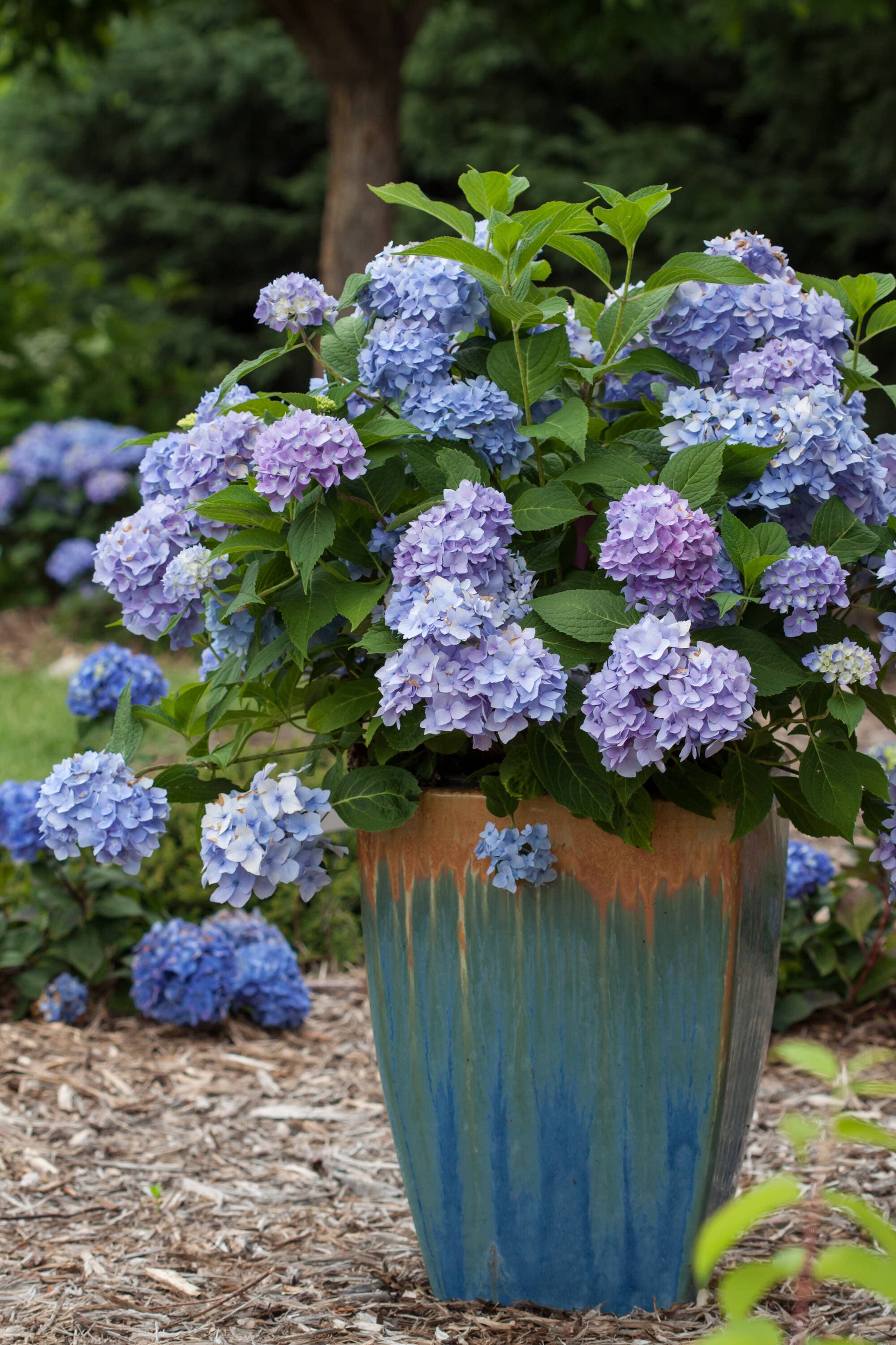 Perfect Plants LOENDLESSSUMMER3G shrubs - View #4