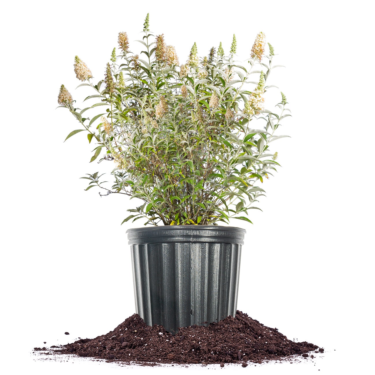 Perfect Plants LOWITPRFSNBTRFYBSH3G White Profusion Butterfly Bush Flowering Shrub in 3-Gallon Pot