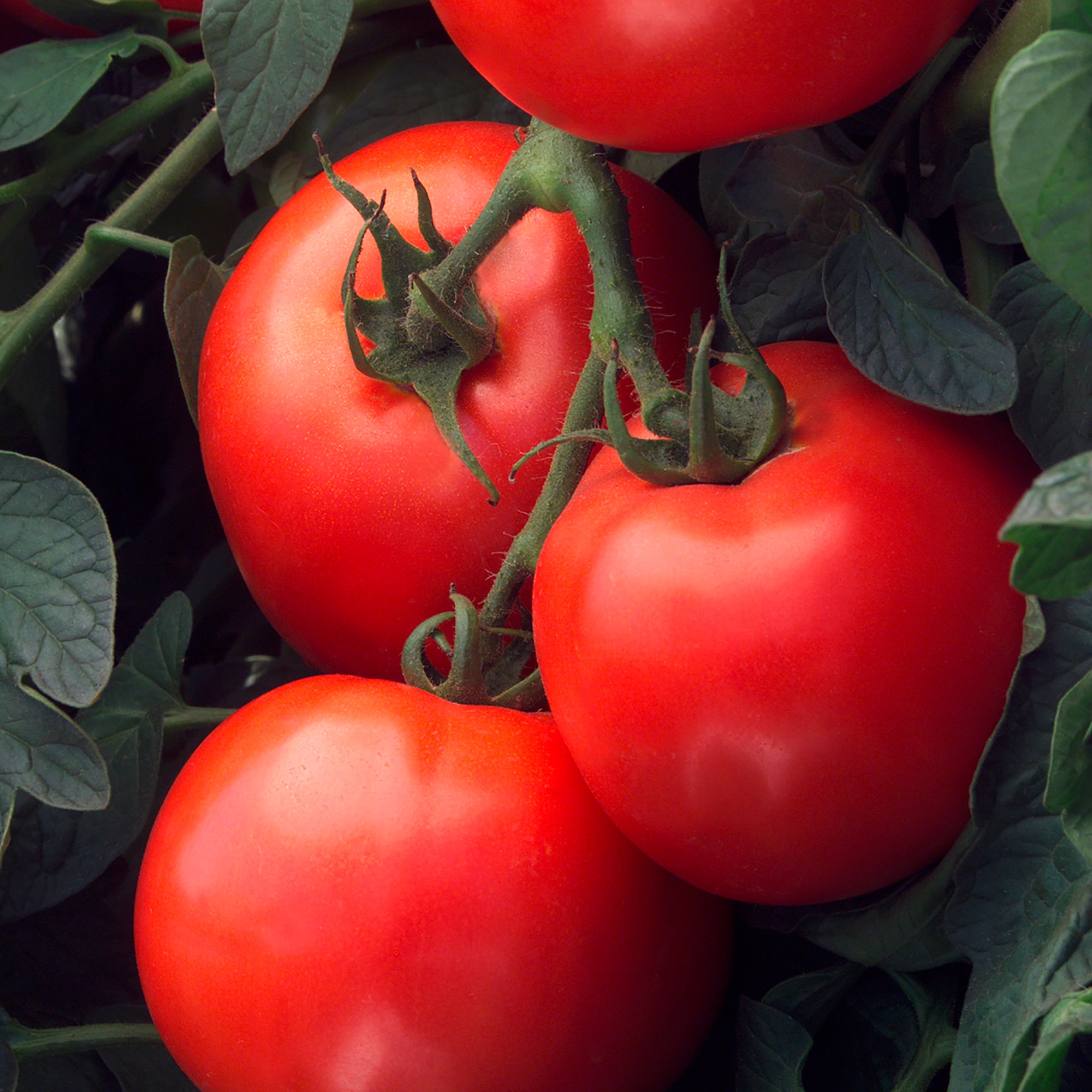 Altman Plants 0873056 Vegetable-Plants - View #3