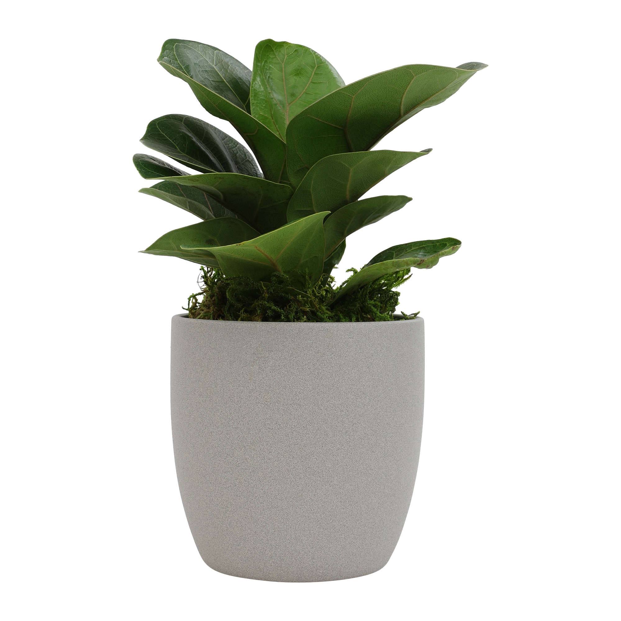 Altman Plants 0873083 hseplants - View #7