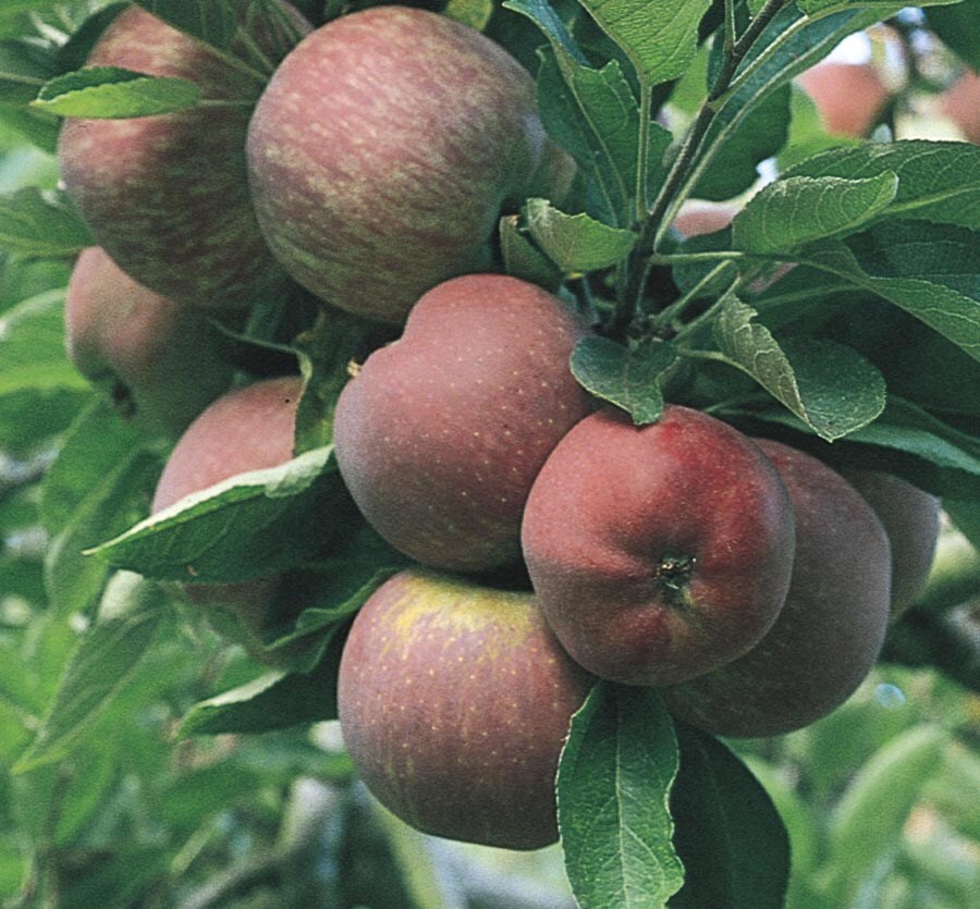 Dwarf Red Delicious Apple Tree