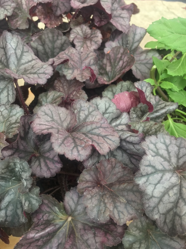 Spring Hill Nurseries 96260 perennials - View #2