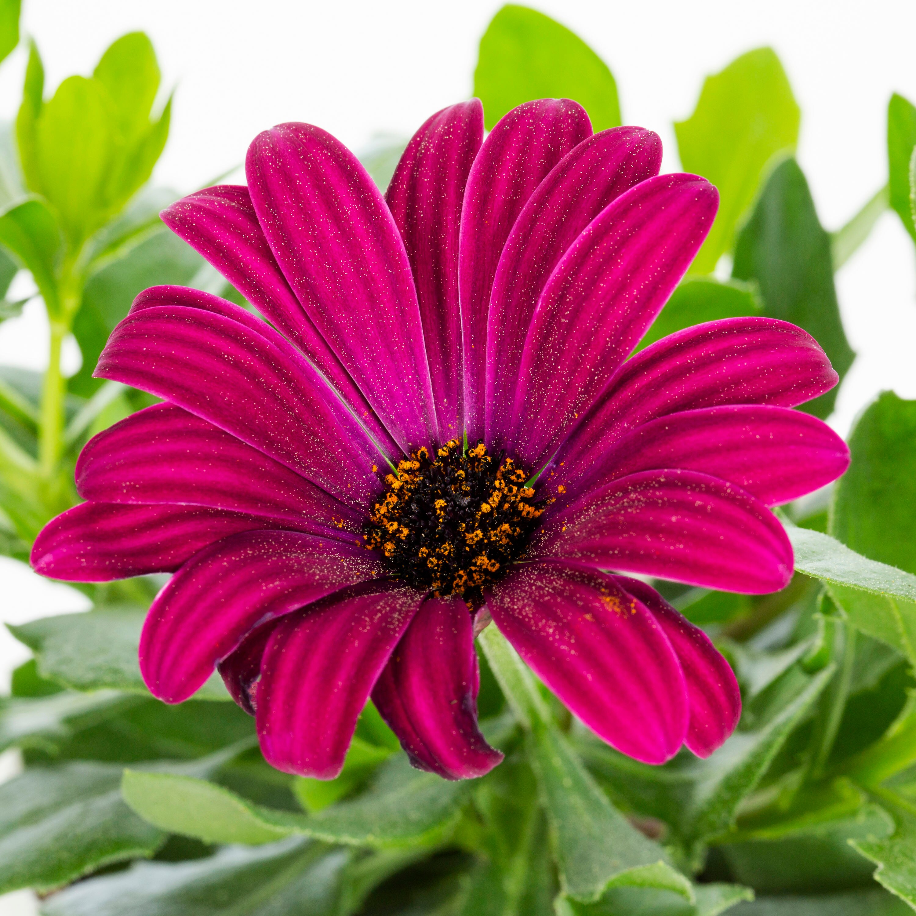Lowe's NURSERY annuals - View #2