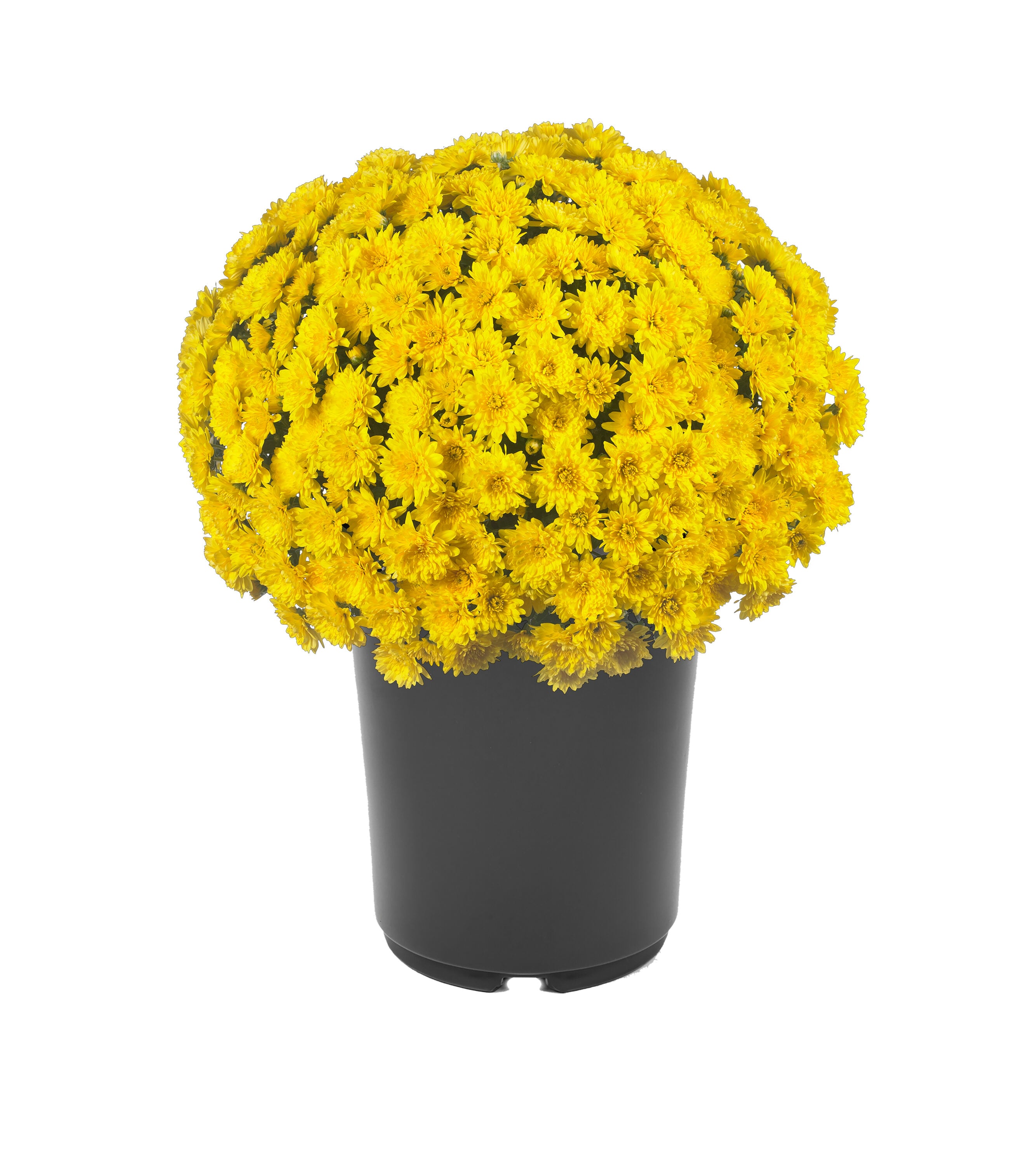  3809 annuals - View #4