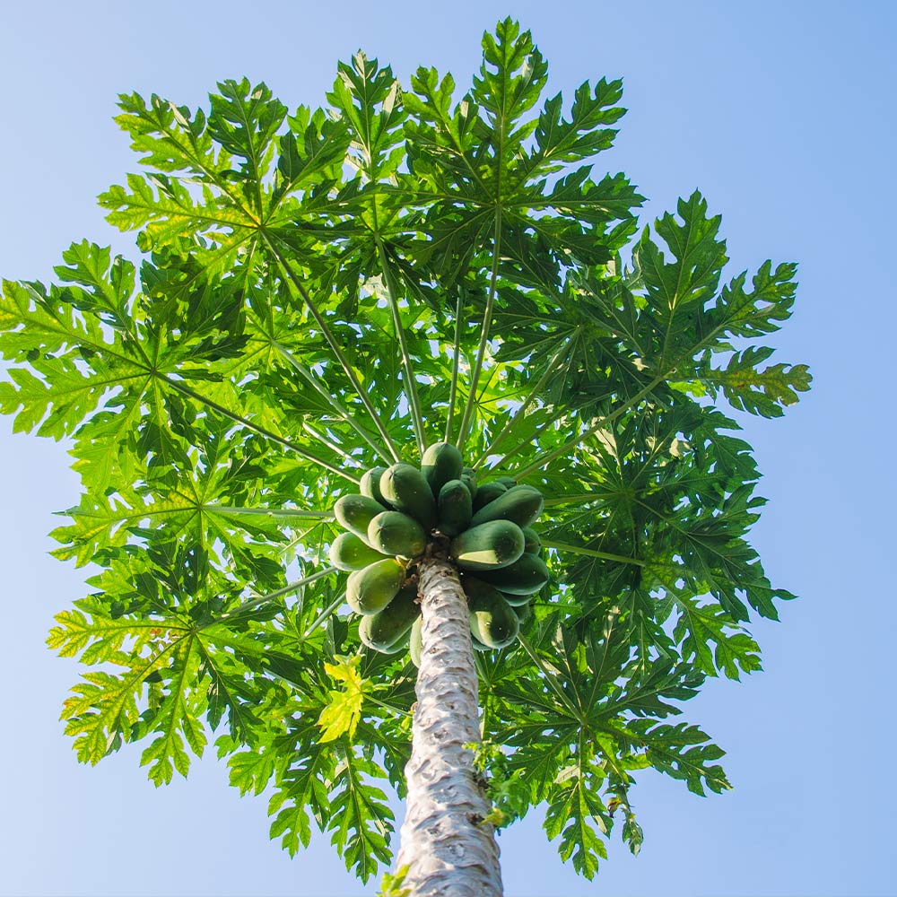 Brighter Blooms 10920 Papaya Plant in Pot