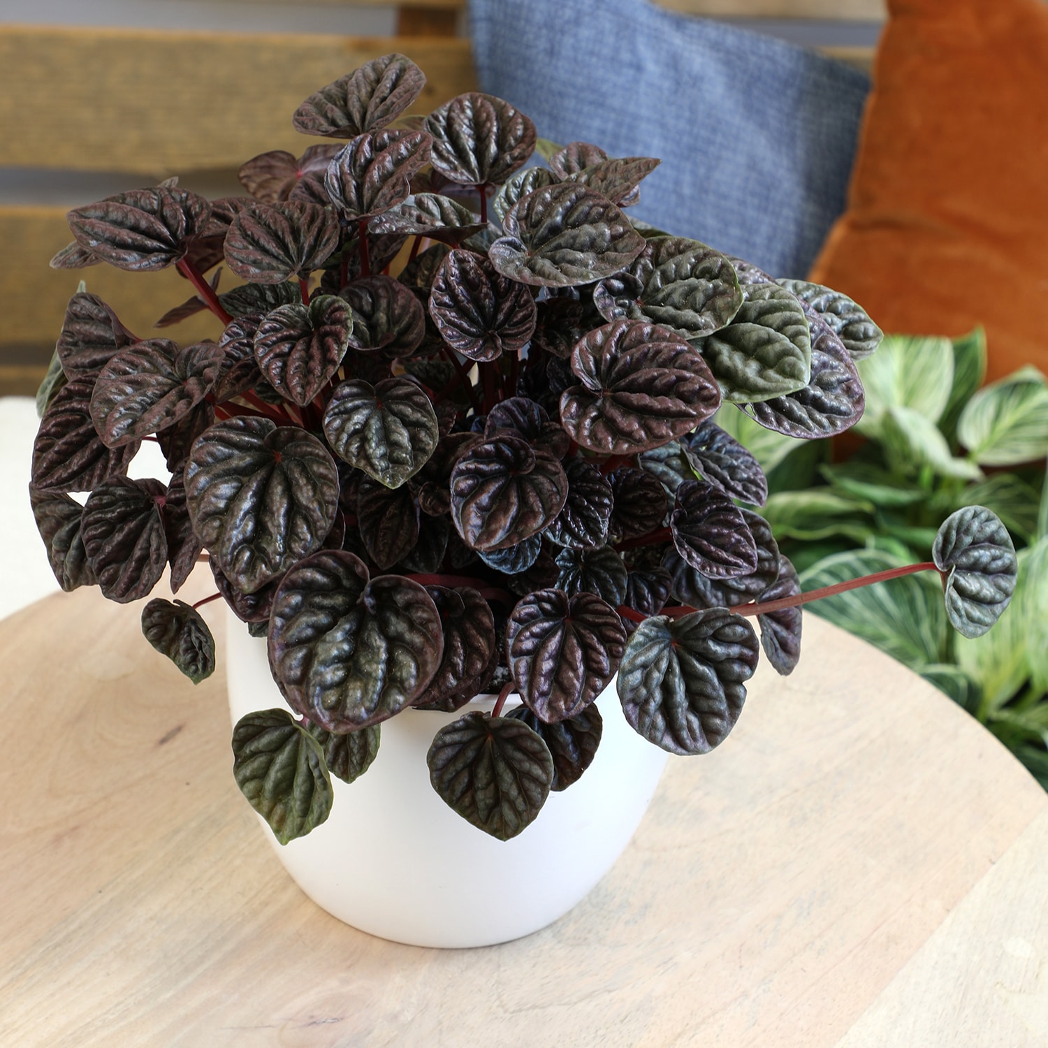 Altman Plants 0881585 hseplants - View #3