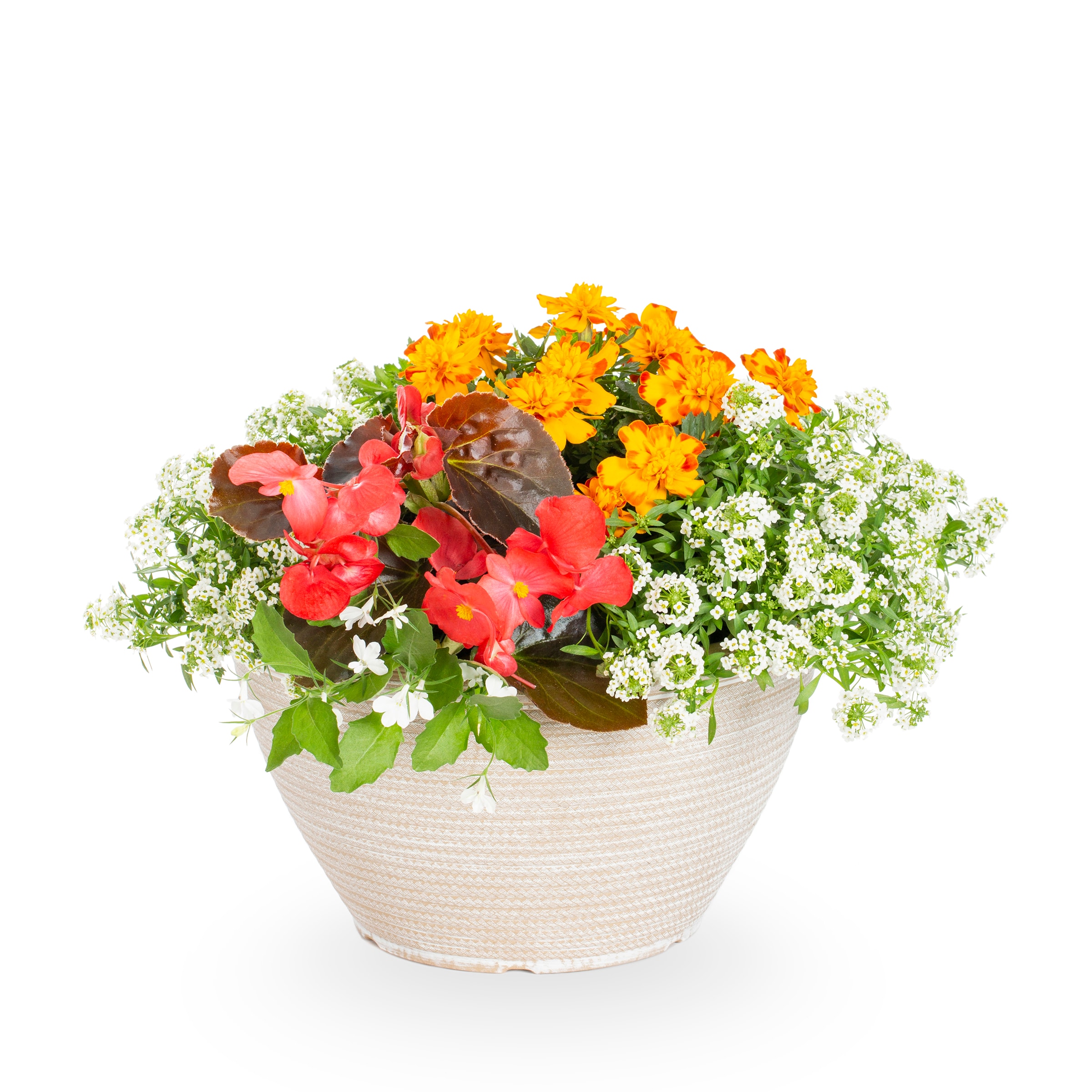 Lowe's NURSERY Annuals Combo 30 in 2-Gallon