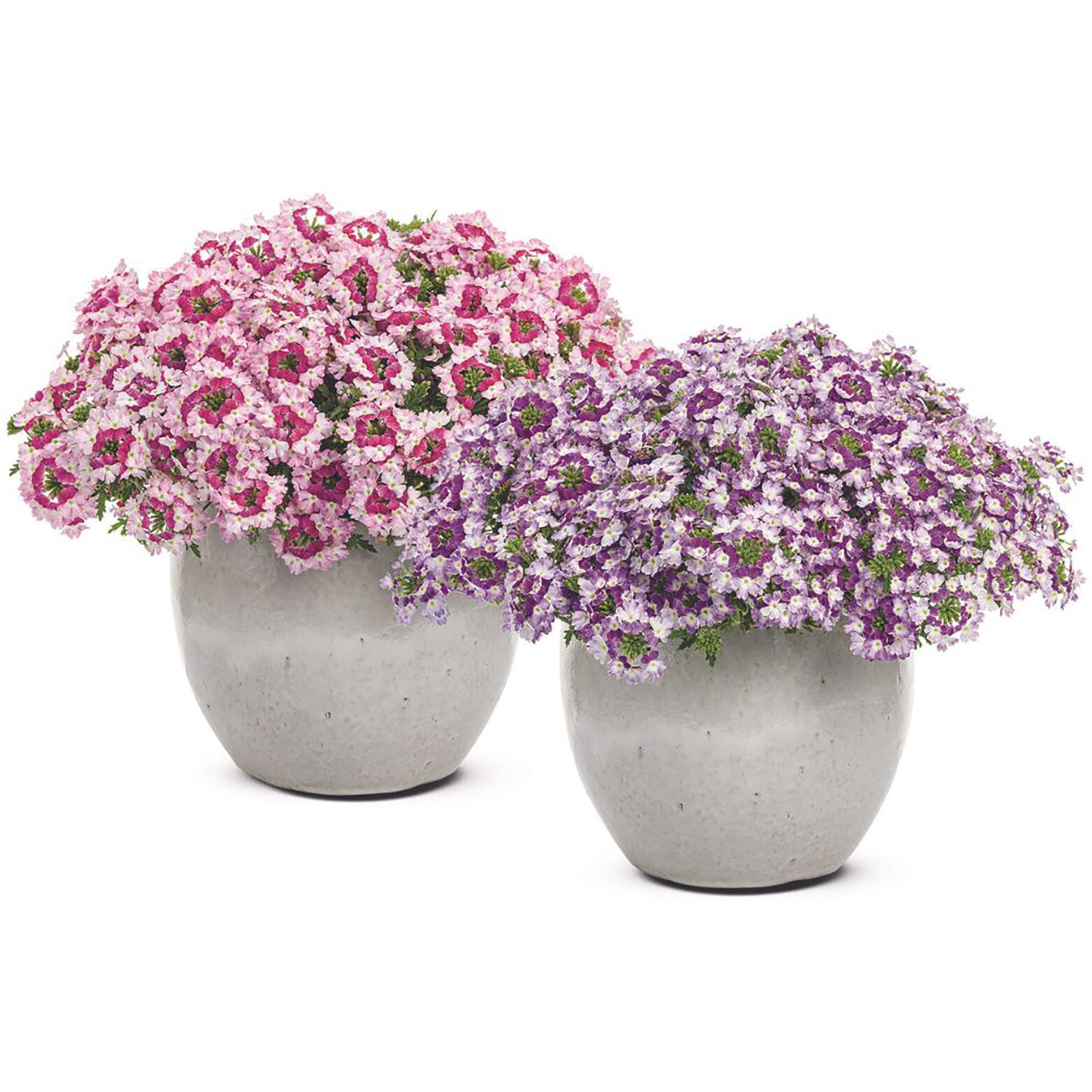 Proven Winners BENPRW1187504 annuals - View #3