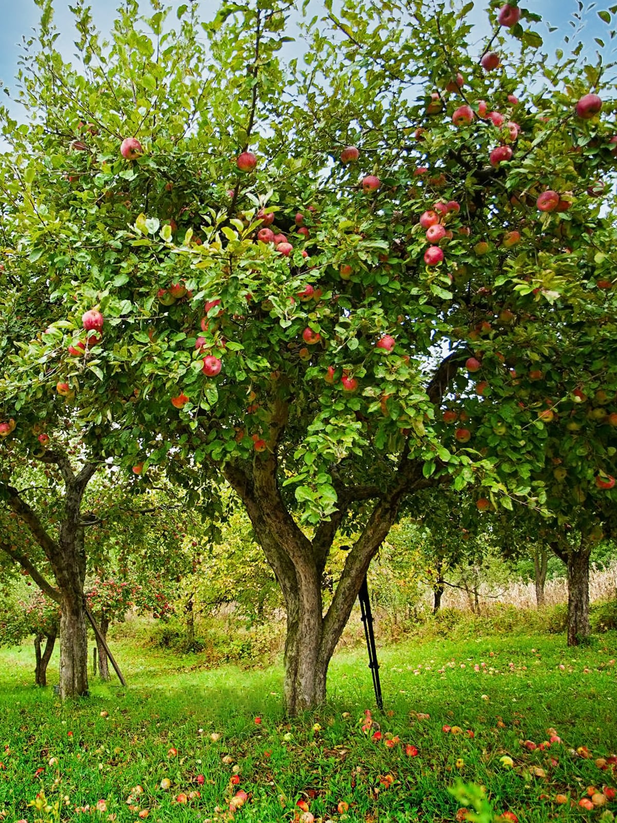 Gala Apple Trees for Sale