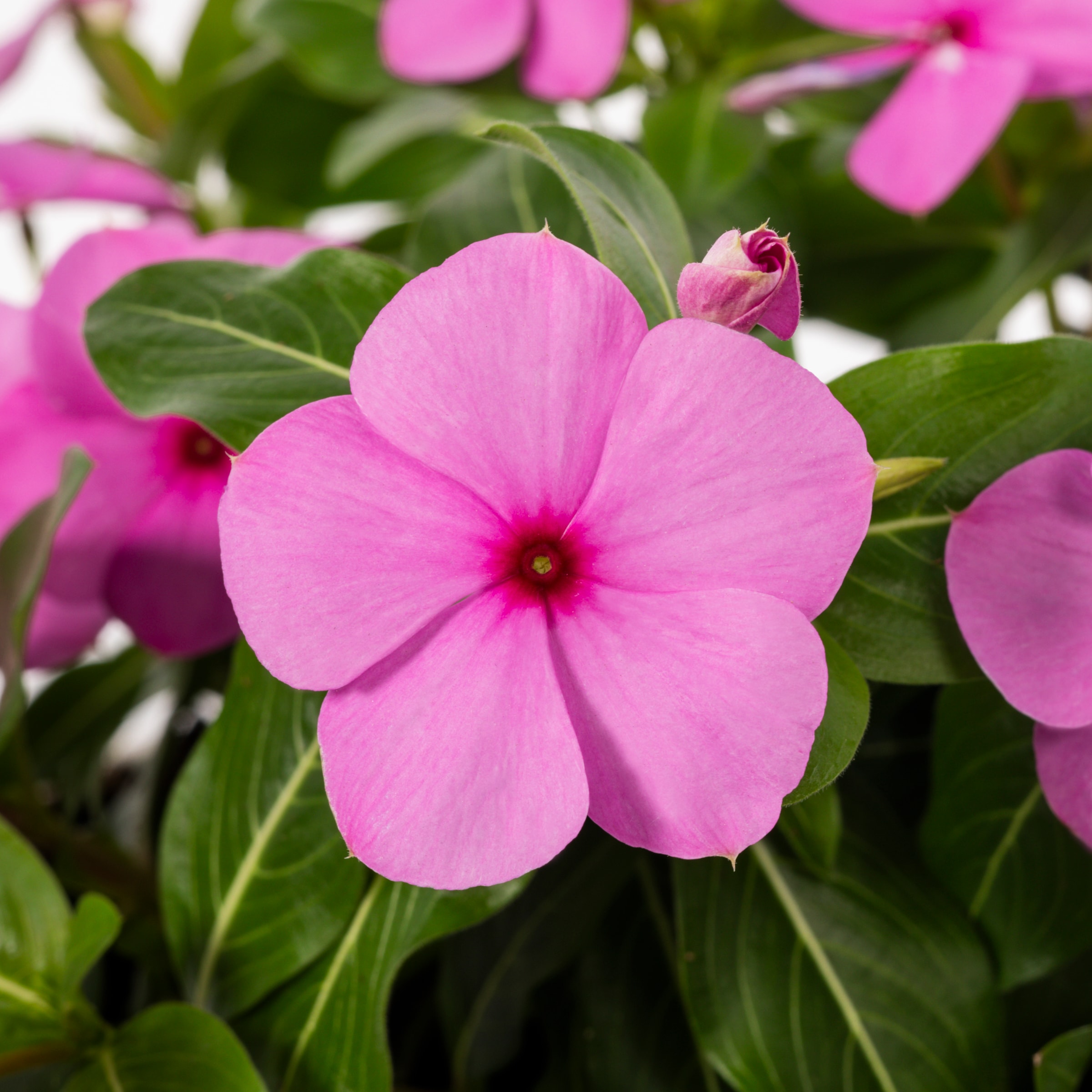 Lowe's NURSERY annuals - View #6