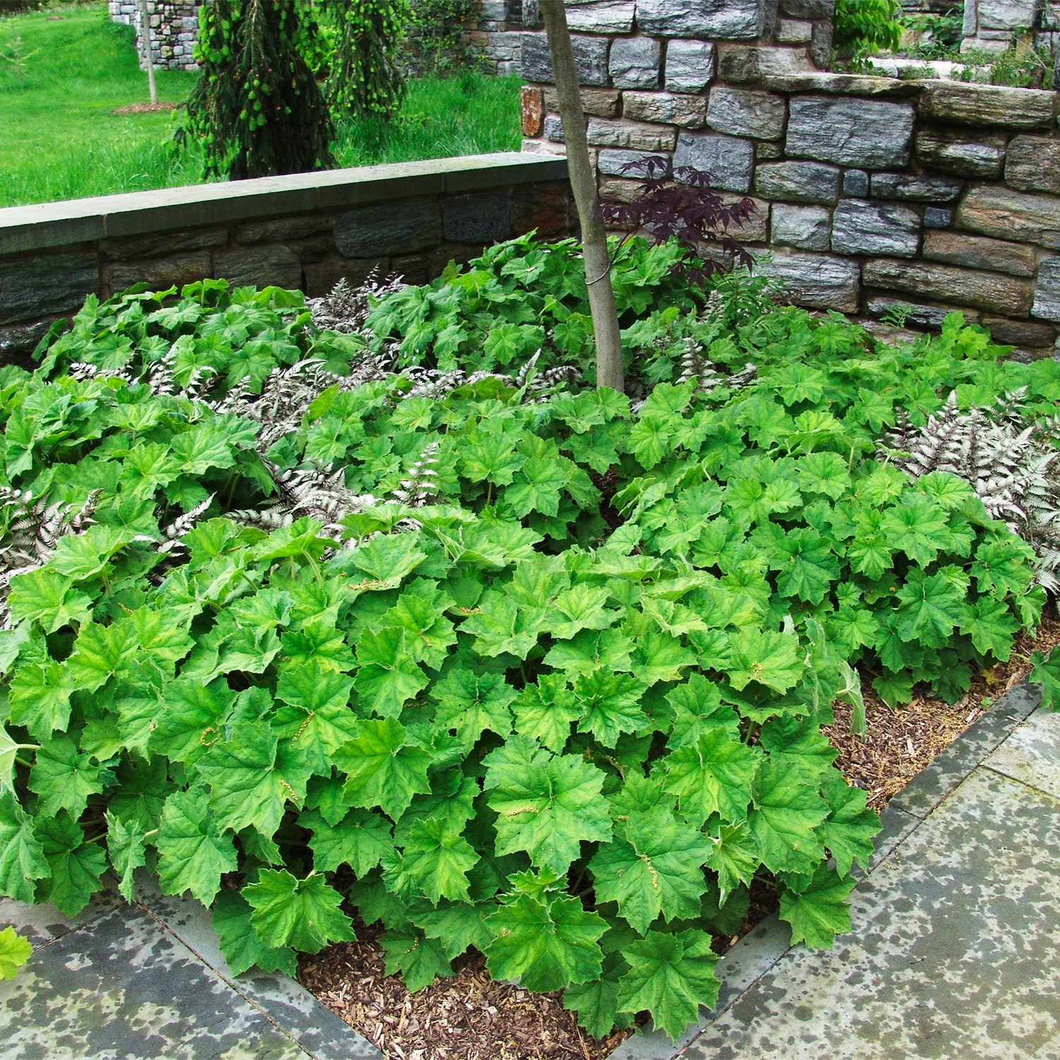 Spring Hill Nurseries 62112 perennials - View #3