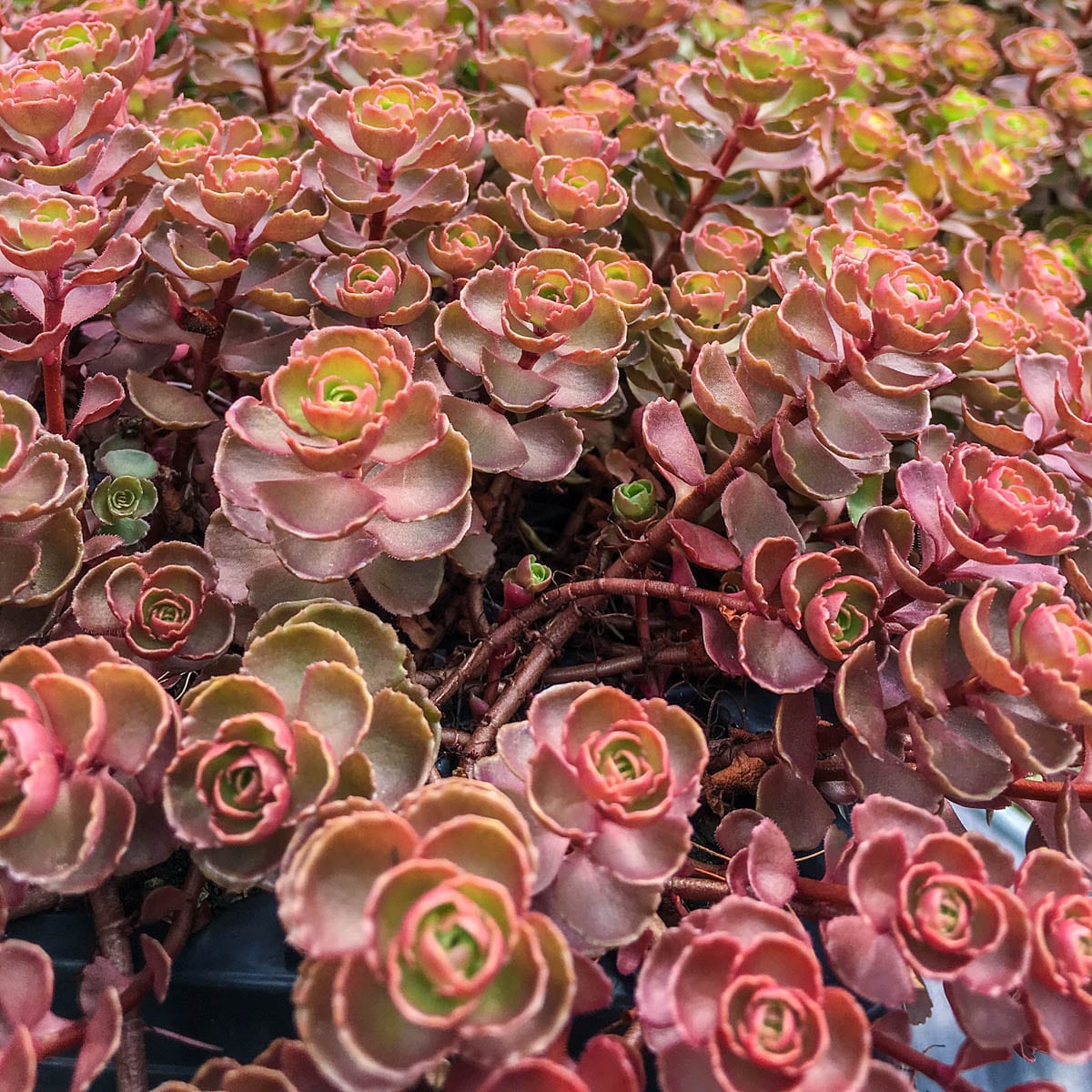 Breck's 90218 perennials - View #2