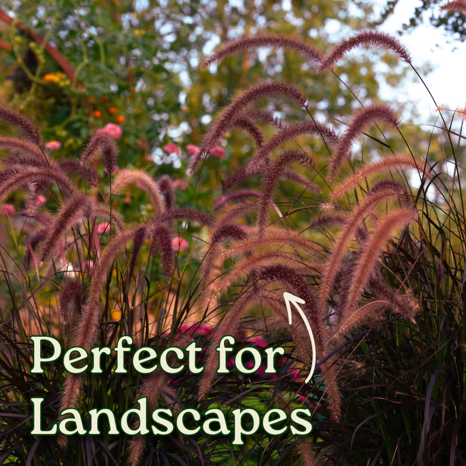 Tropical Plants of Florida Purple Fountain Grass Ornamental Grass in 3 ...