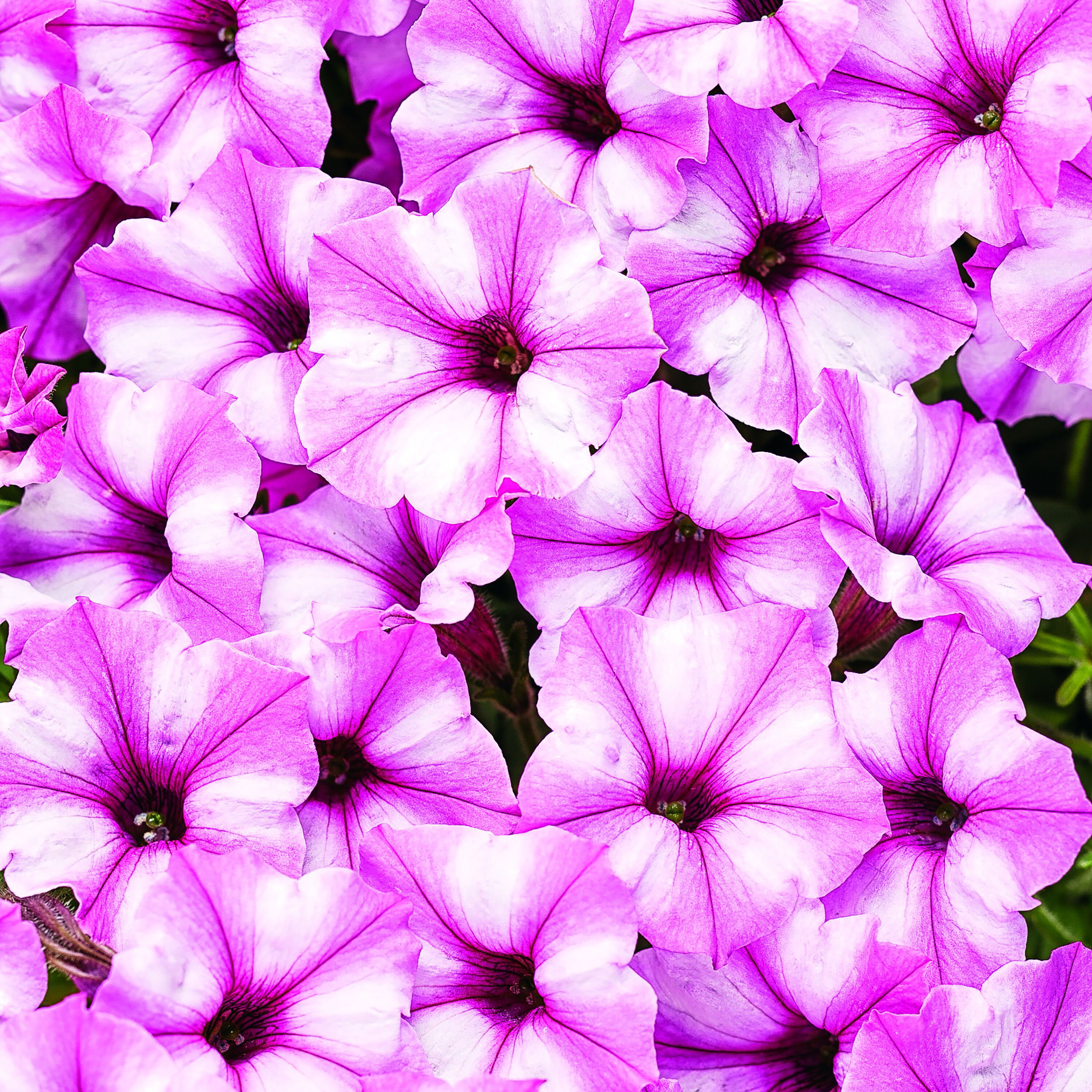 Proven Winners SUPPRW6187504 Pink Supertunia Mini Vista Pink Star (Petunia) in 4.25 Inch(es) Pot