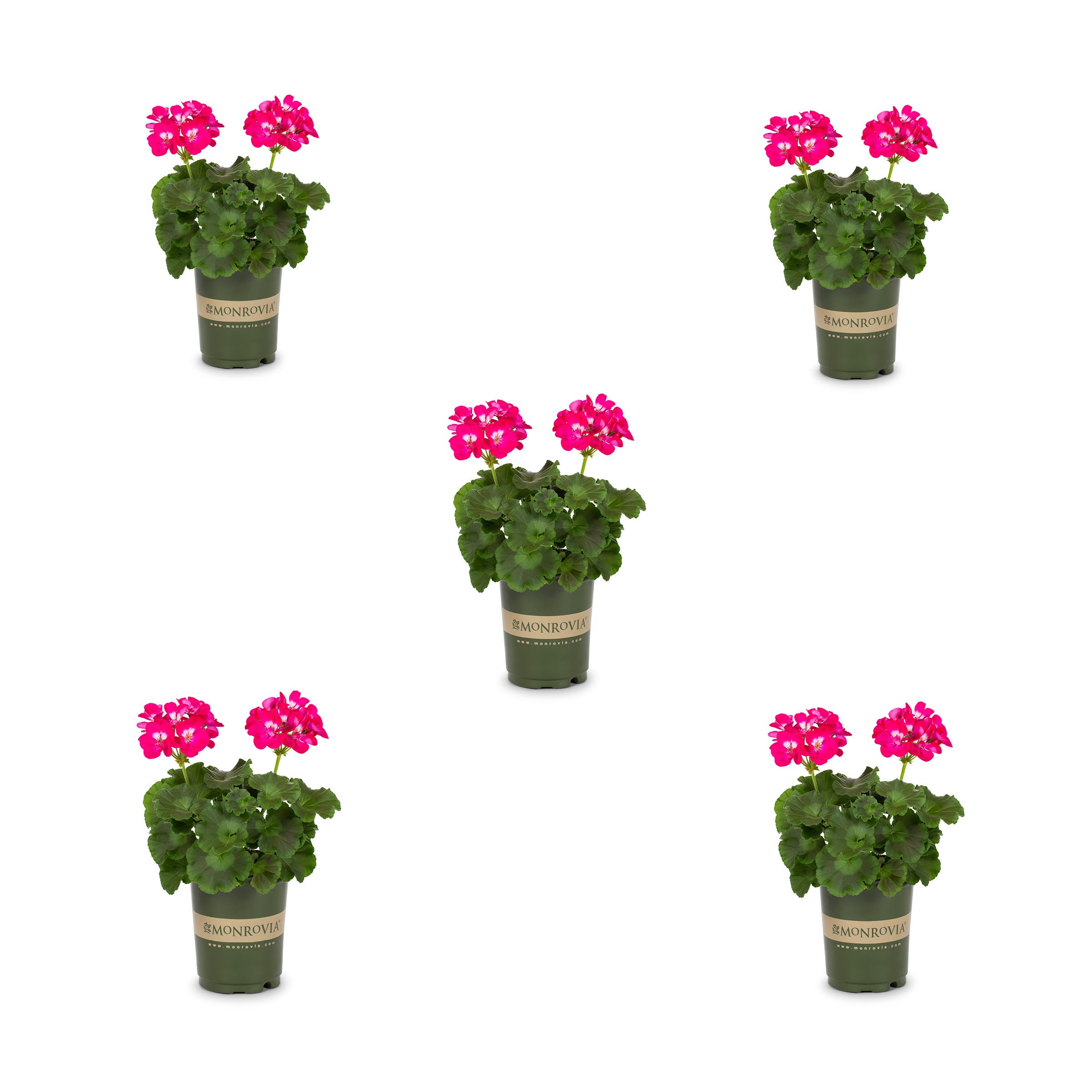 Monrovia 78979 Pink Geranium in 1.5 Pint Pot 5 -Pack